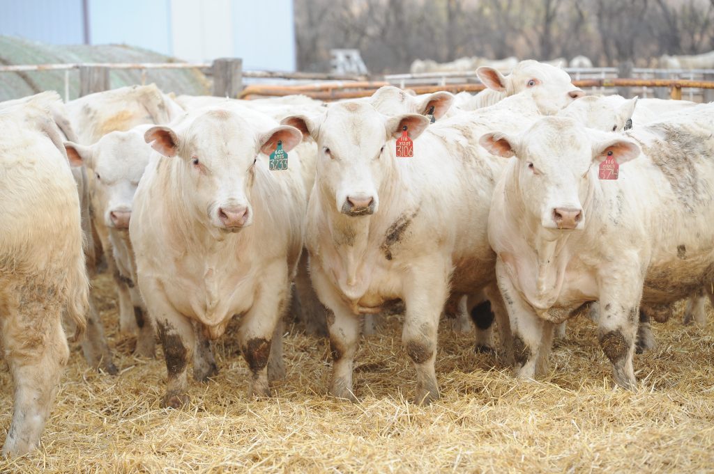 cvfd Charolais open/Bred Heifers,Bulls & calves for sale