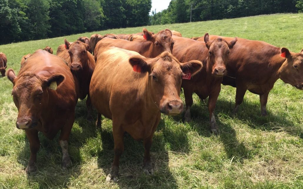 xcds Red Angus open/Bred Heifers,Bulls & calves for sale