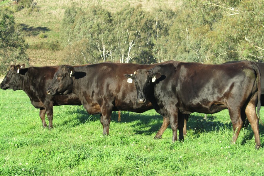 bvfg Wagyu cattle for sale