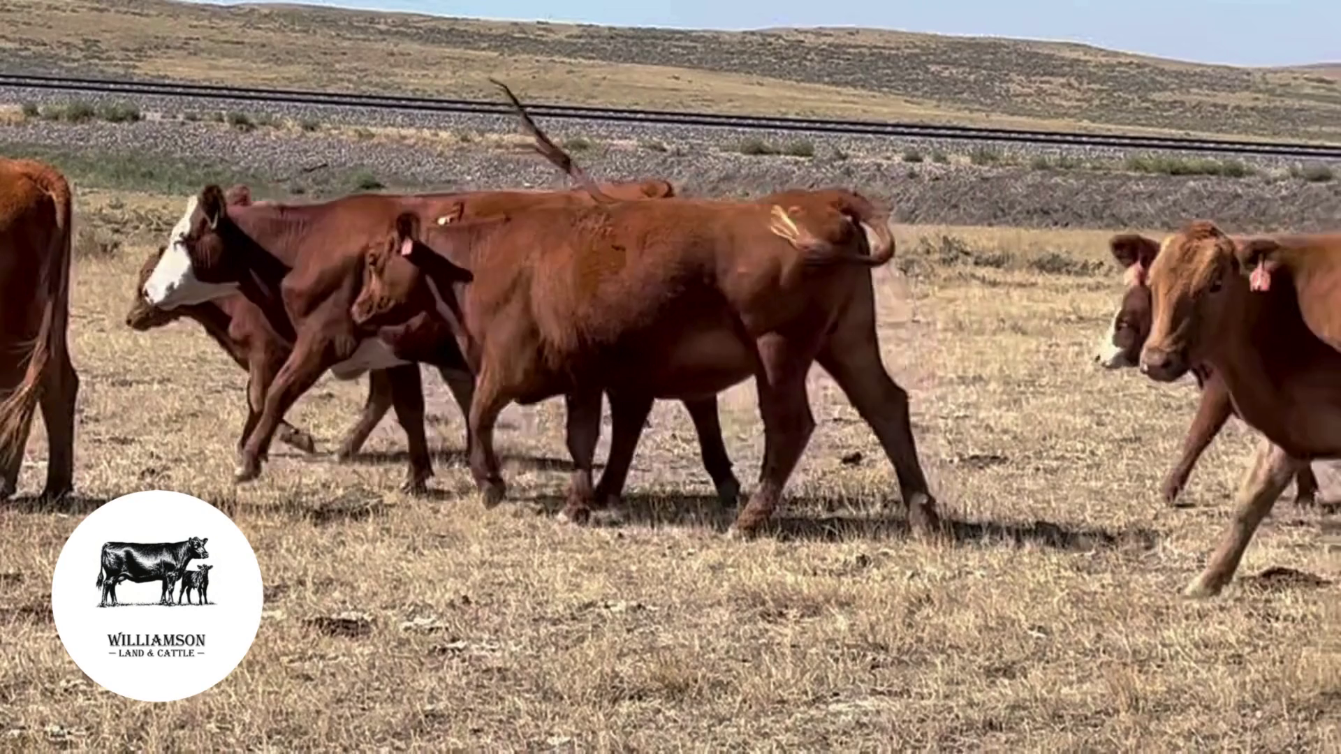 BC925C-45 Bred Cows