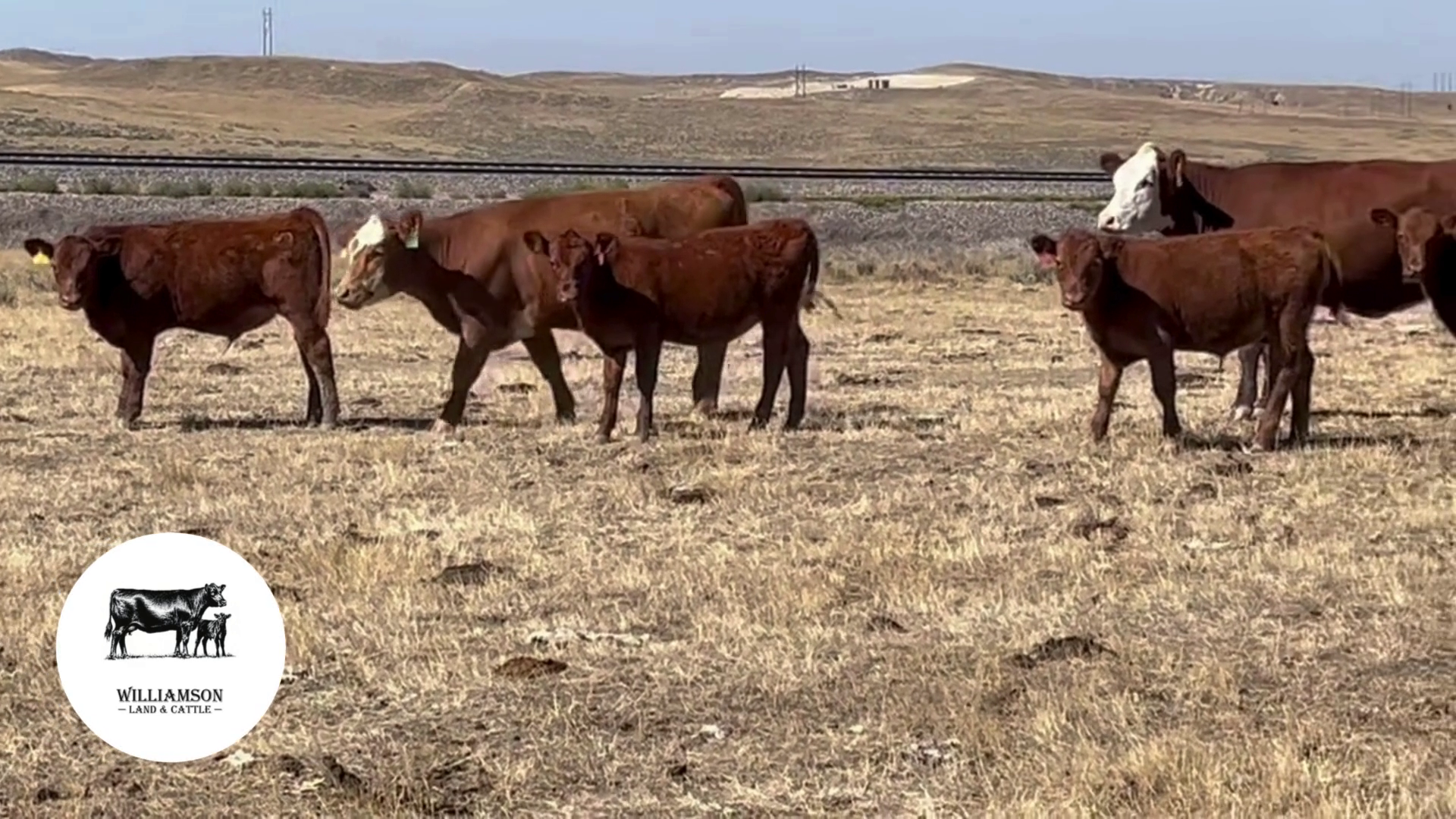 BC925C-45 Bred Cows