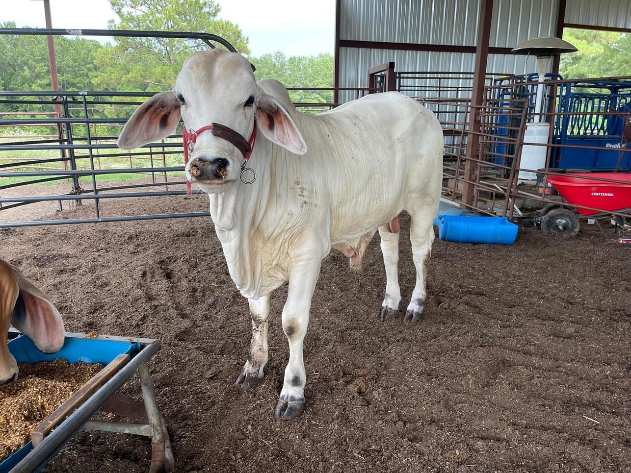 1 year old Brahman Bull