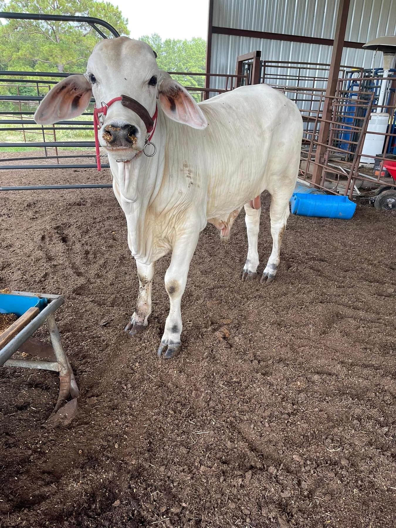 1 year old Brahman Bull