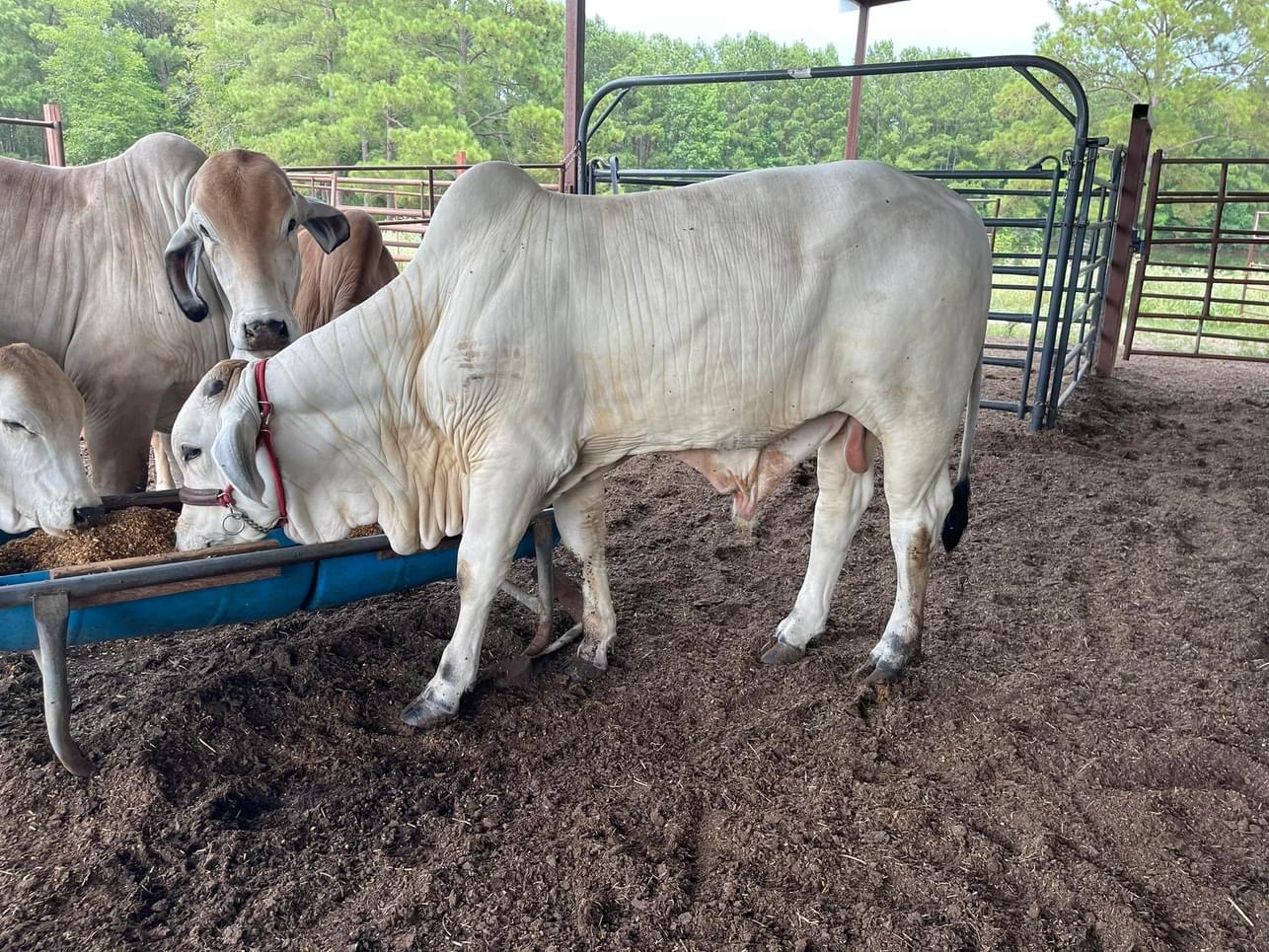 1 year old Brahman Bull