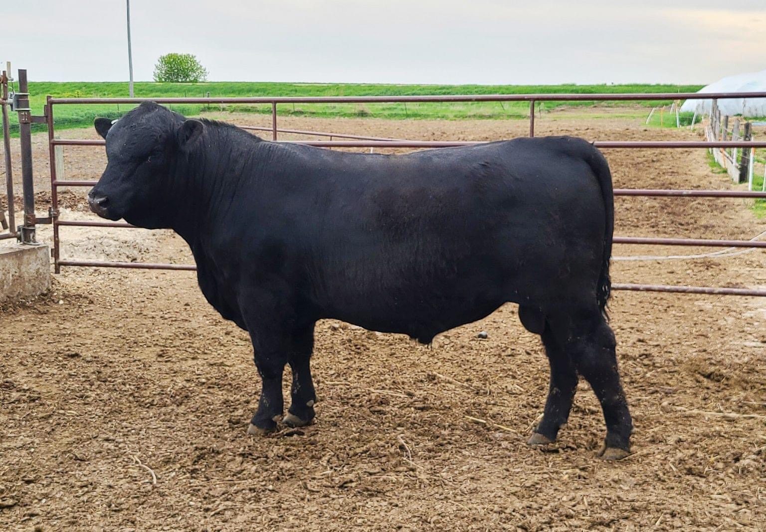 10 to 28 month old Angus Bulls