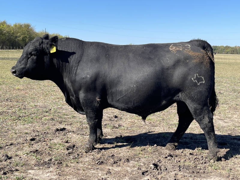 10 to 28 month old Angus Bulls