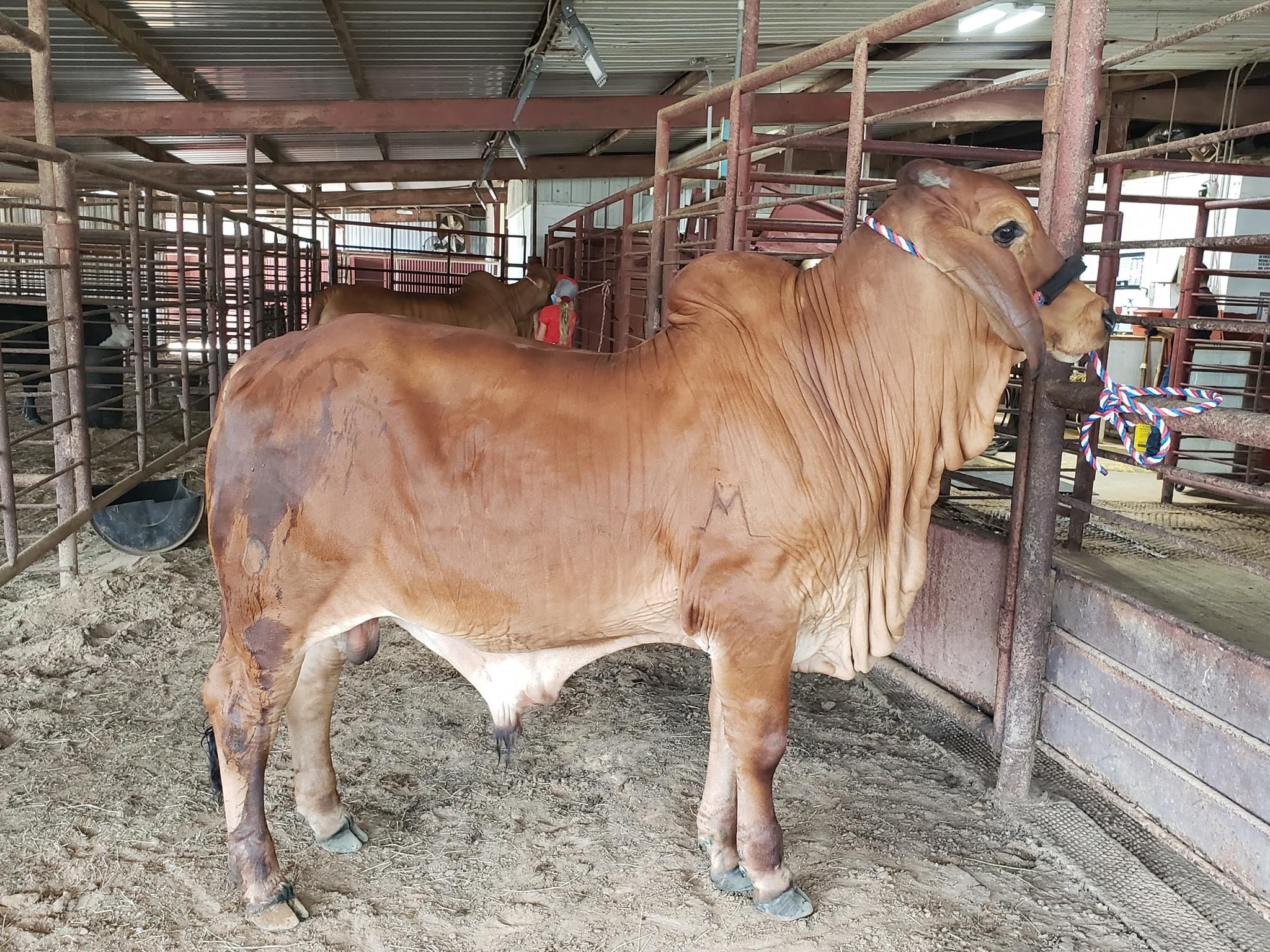 10 month old Registered Red Brahman Bull. Very gentle and he is halter broke.