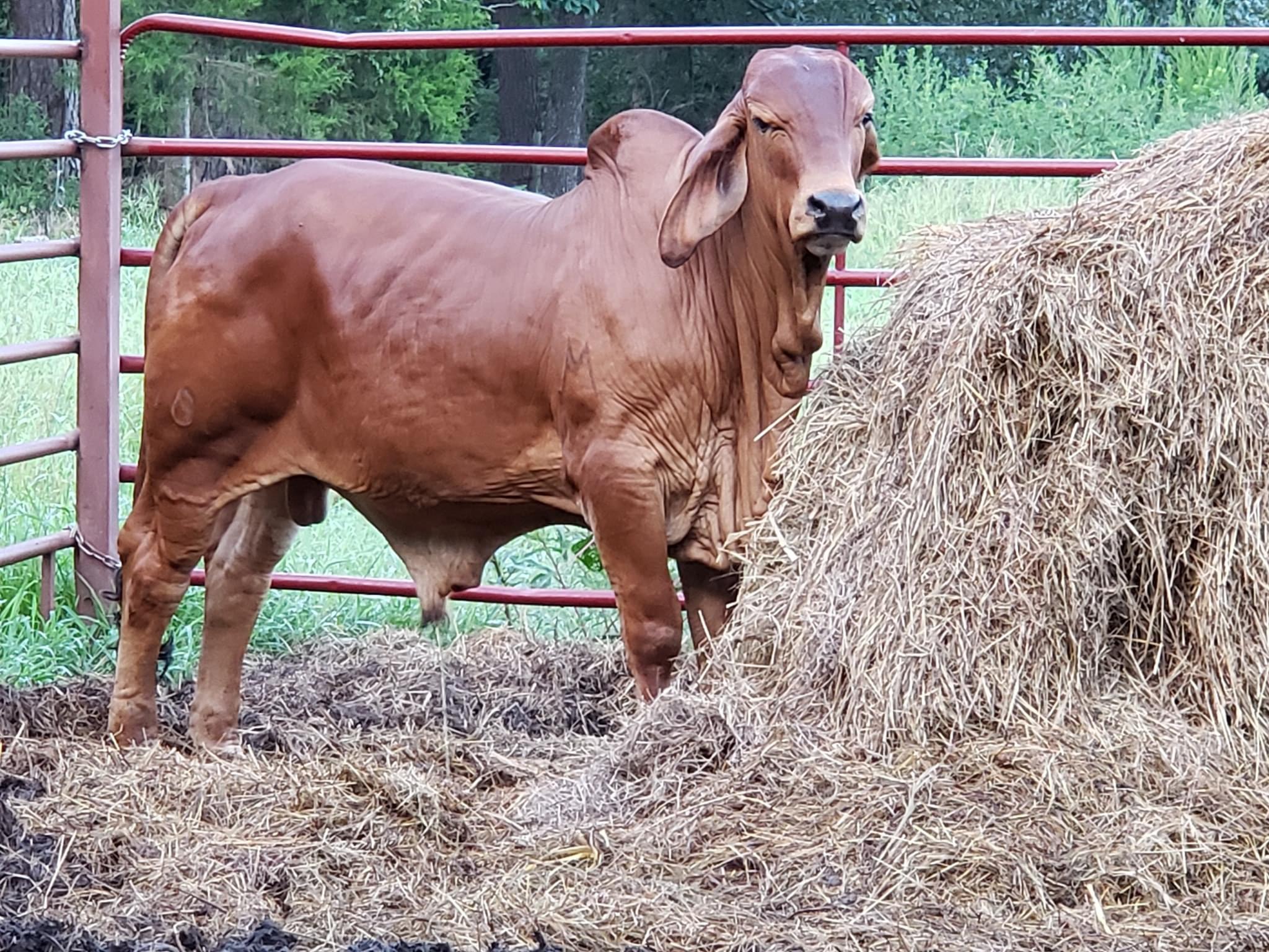 10 month old Registered Red Brahman Bull. Very gentle and he is halter broke.