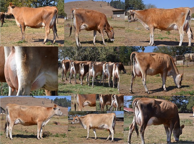 Jersey heifers, bred heifers and milking cows A2A2 Tested