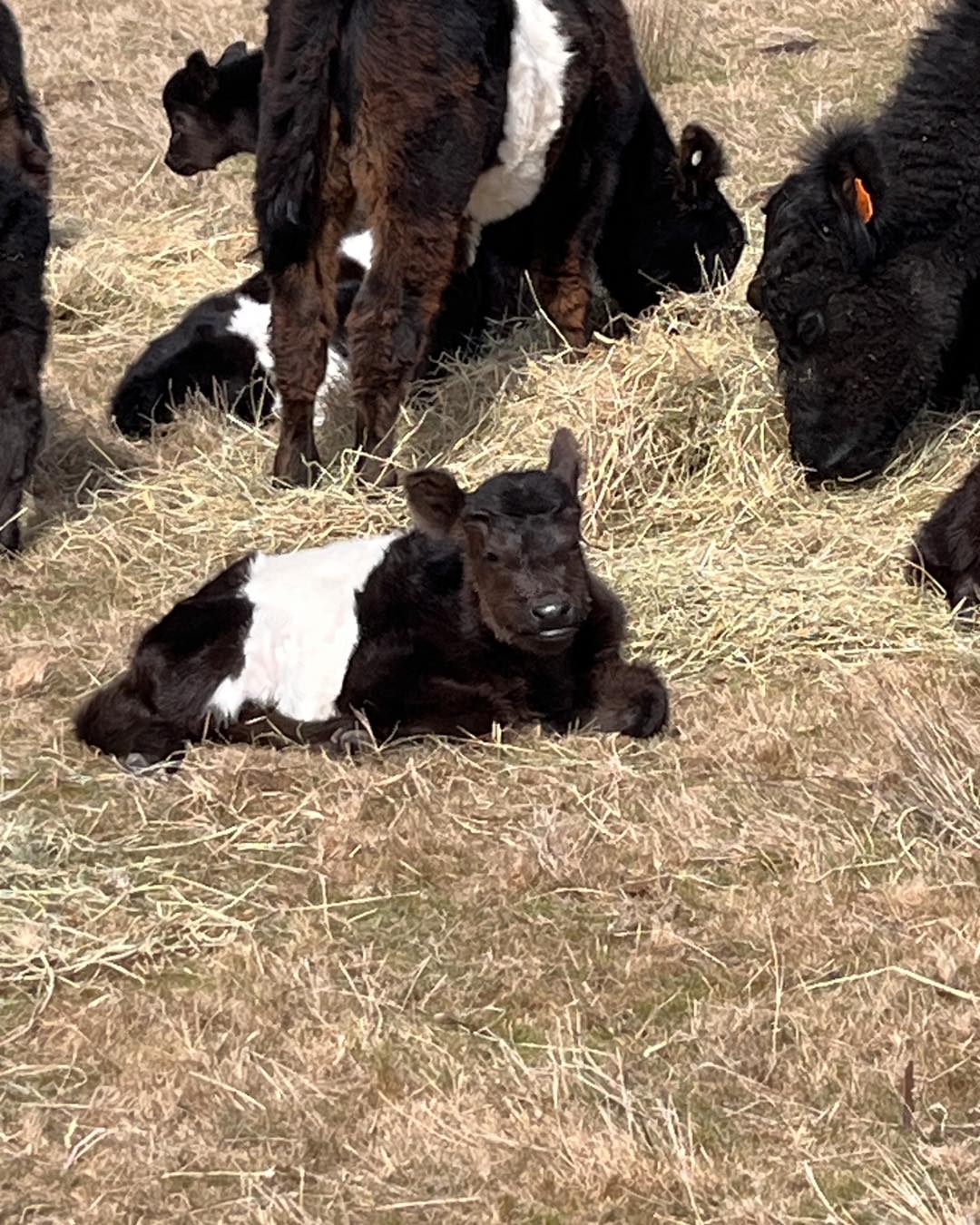 Belted Galloway Cow/calf pairs for sale