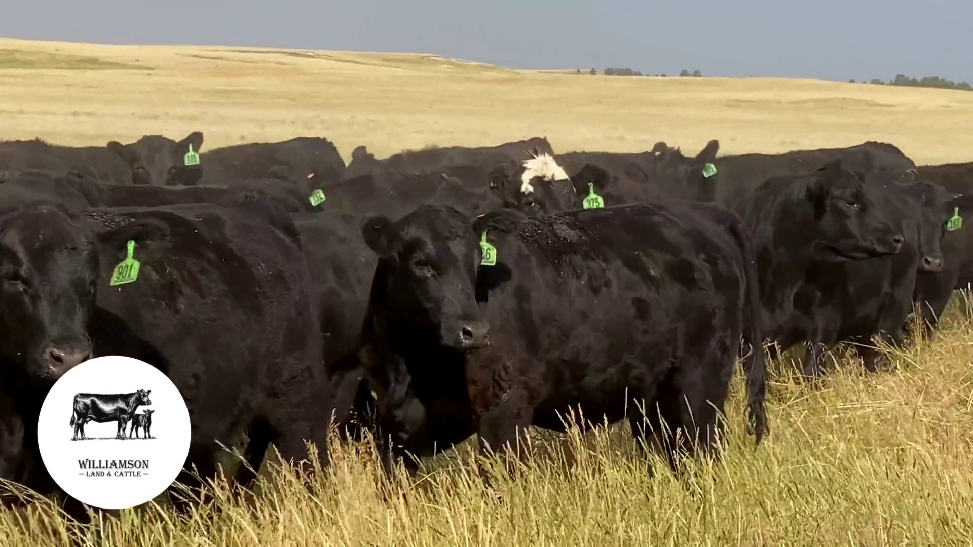 BH1002A-55 Bred Heifers