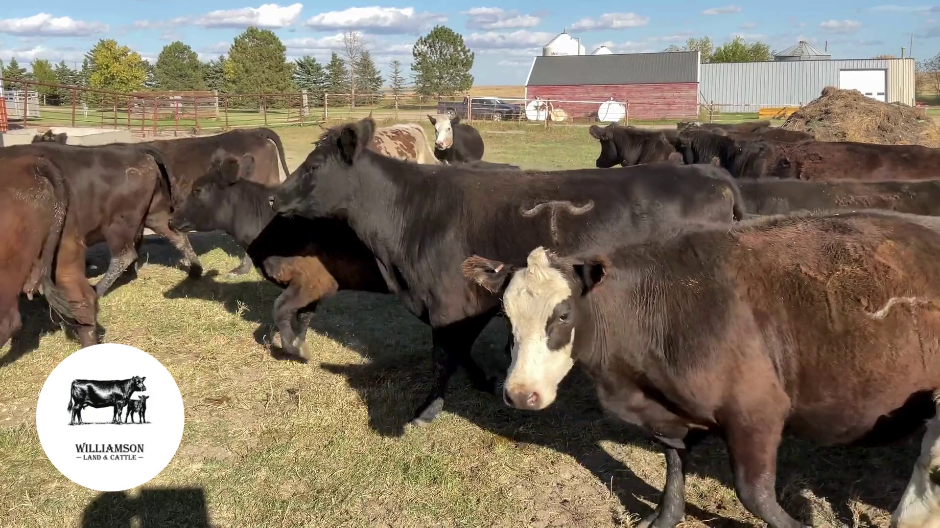 BC1004A-170 Bred Cows