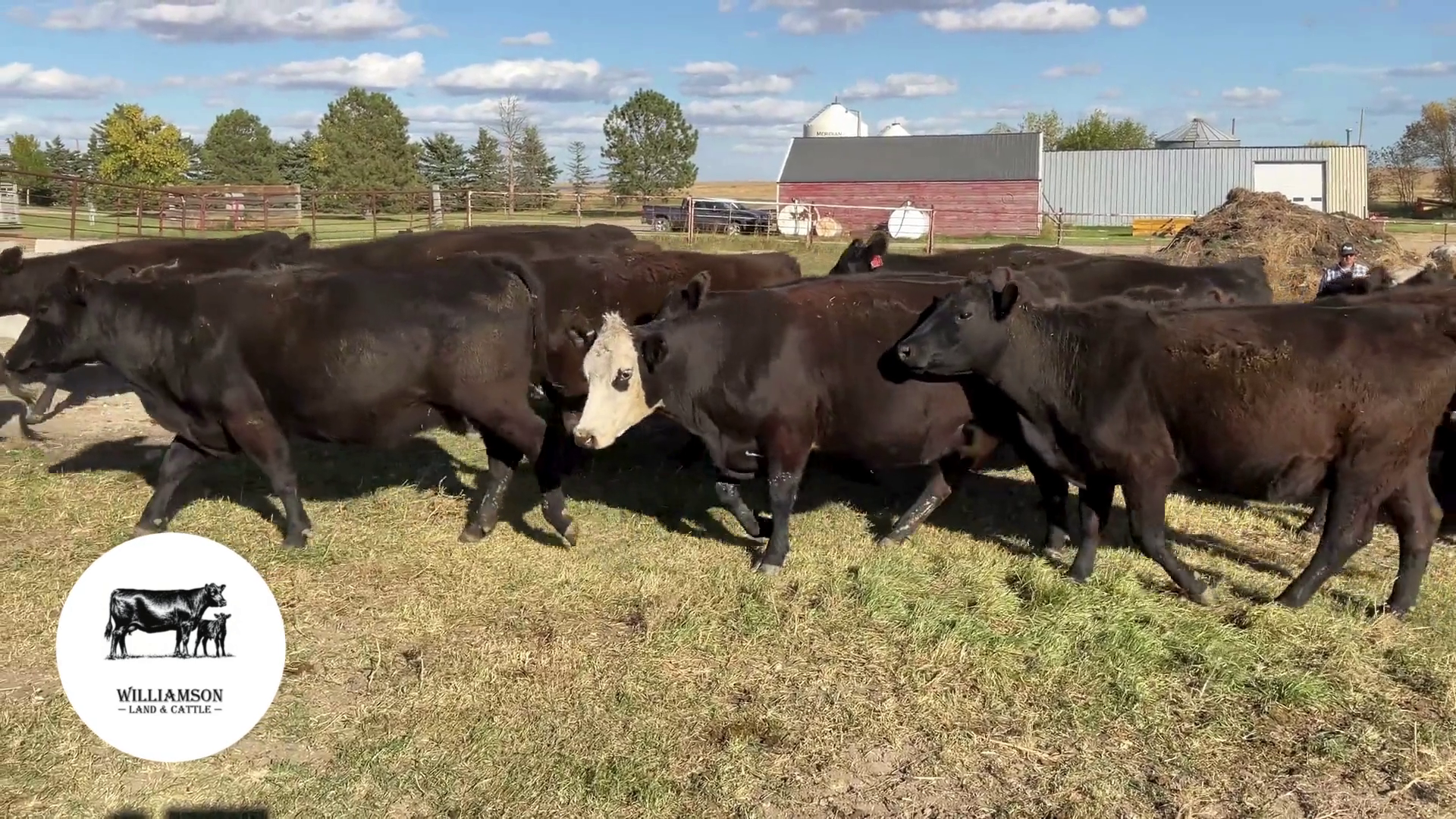 BC1004A-170 Bred Cows