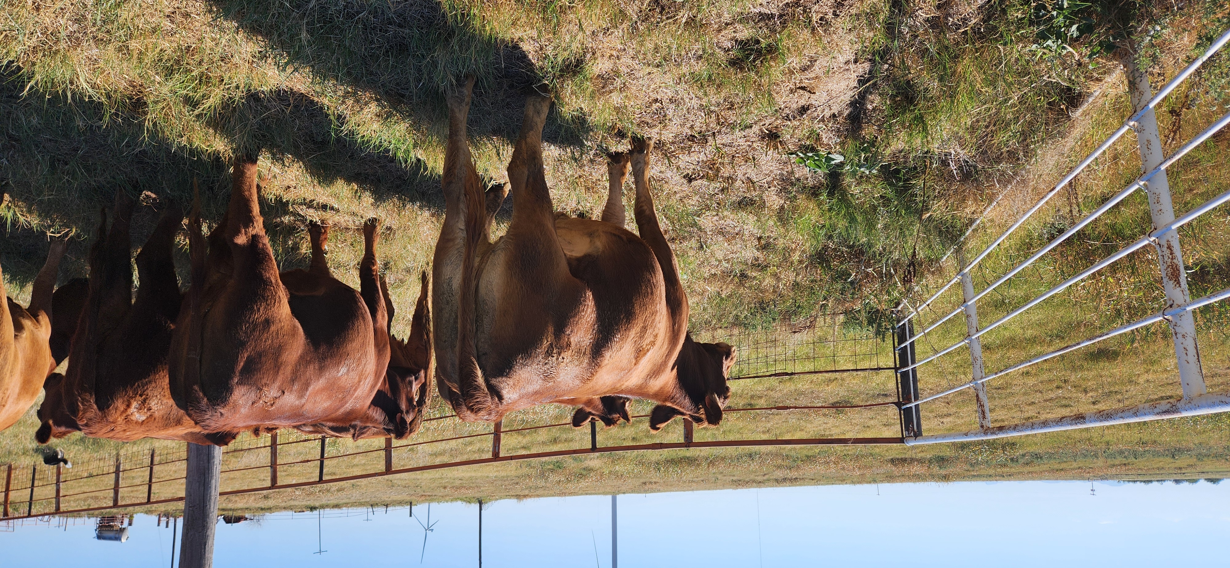 Bred commercial Balancer heifers