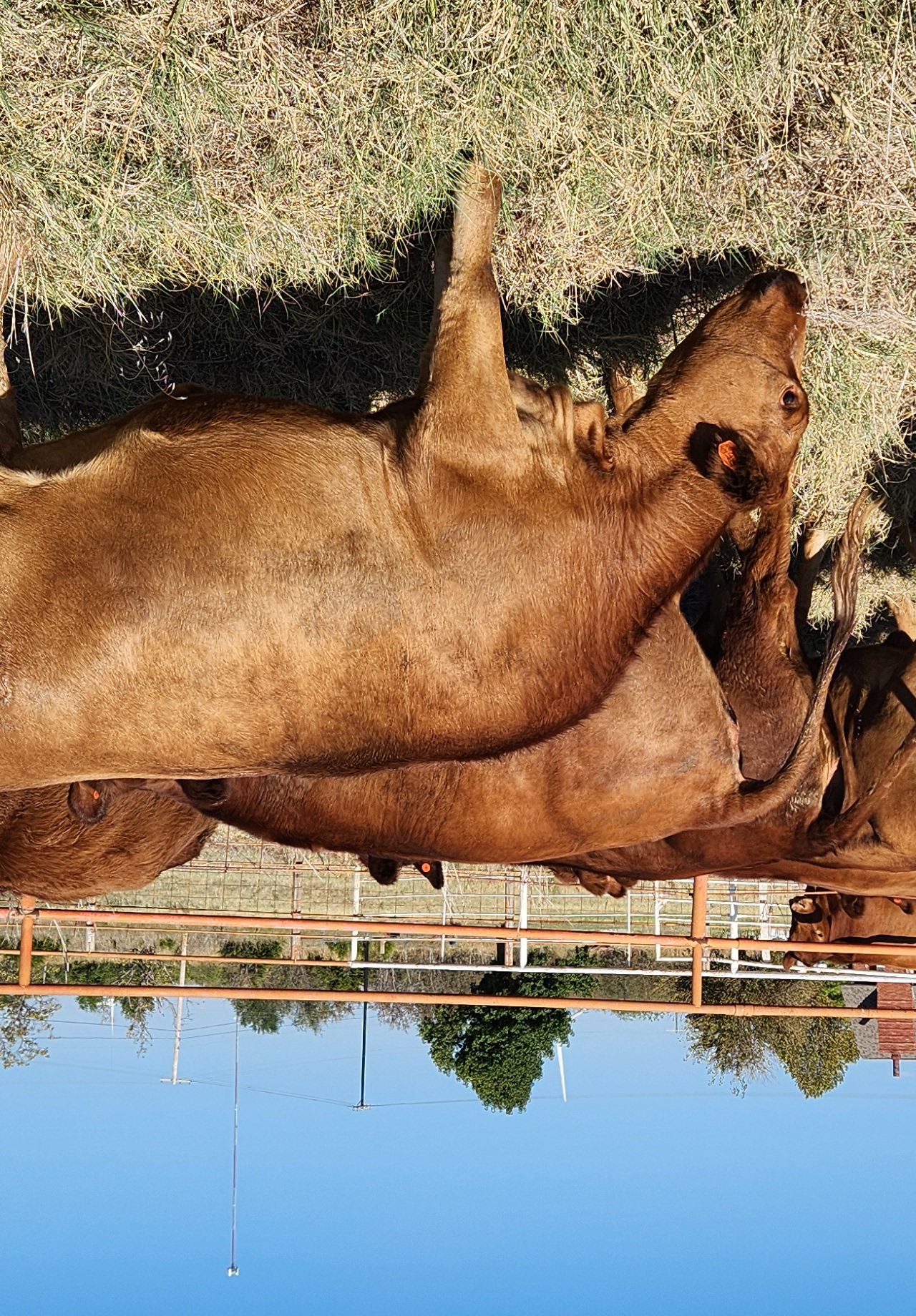 Bred commercial Balancer heifers