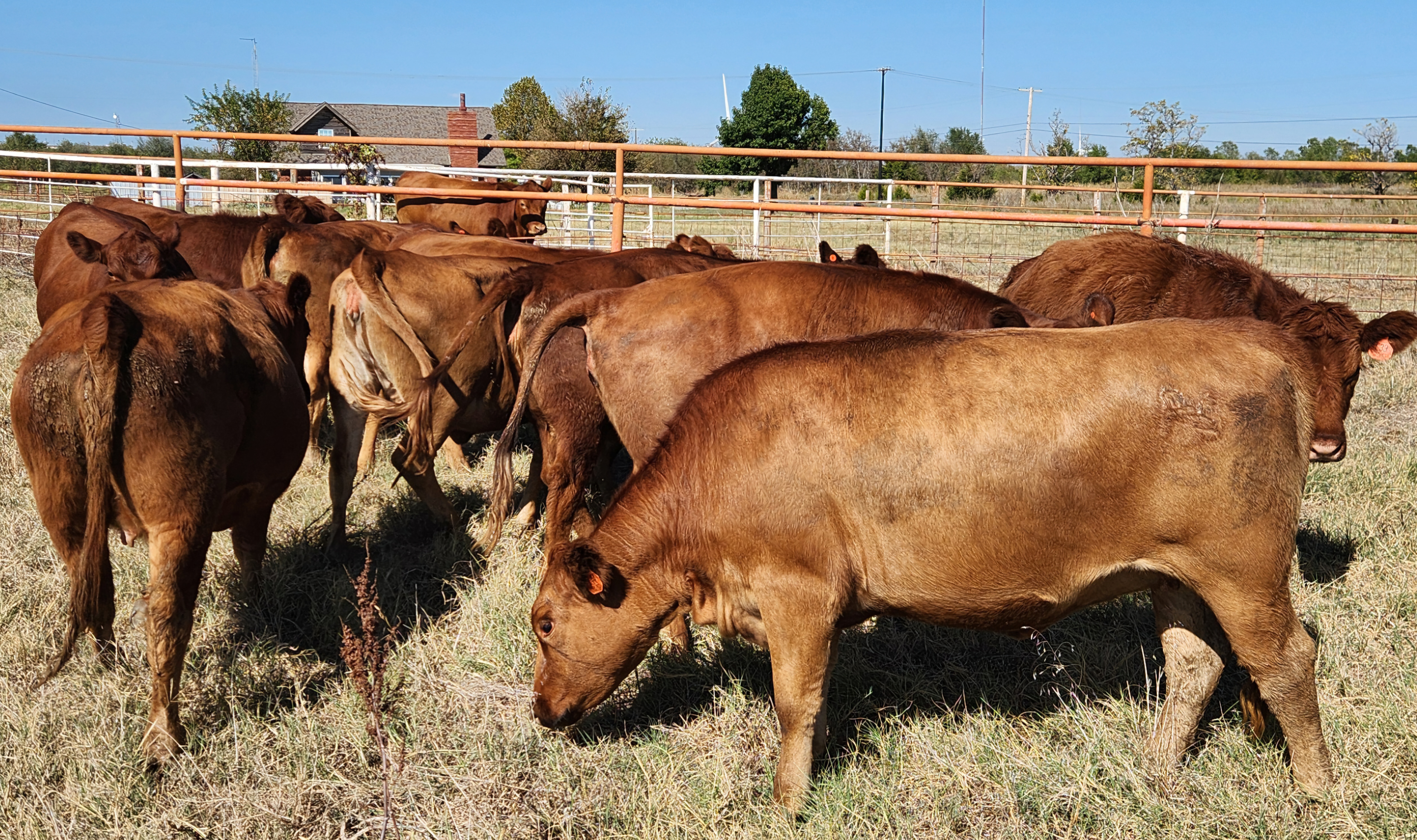 Bred commercial Balancer heifers