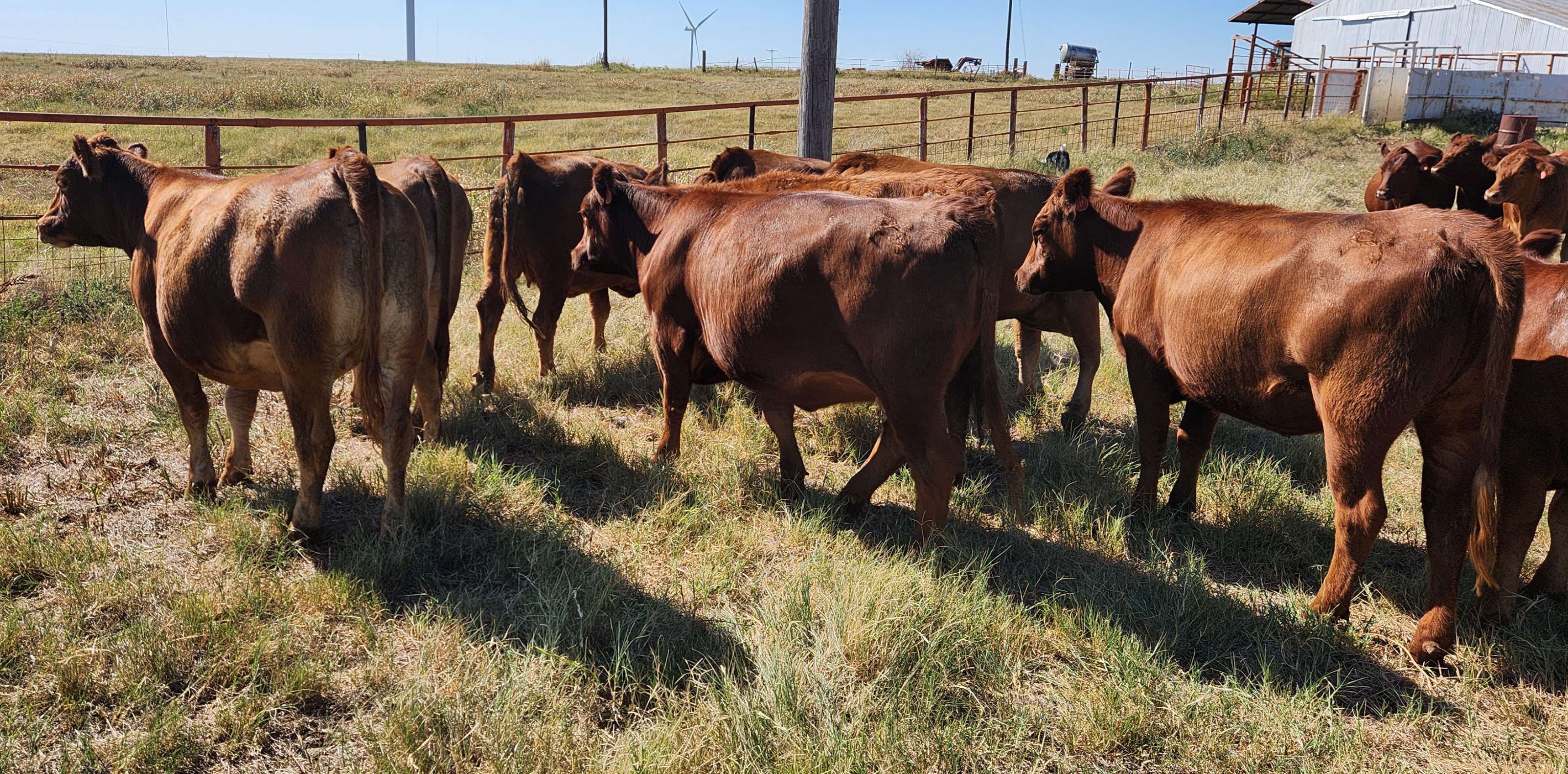 Bred commercial Balancer heifers