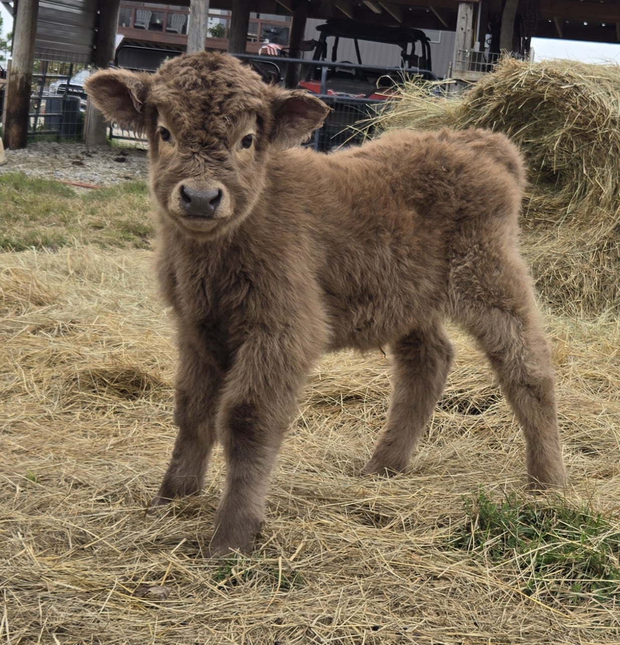 Standard Scottish Highland bottle bull calf