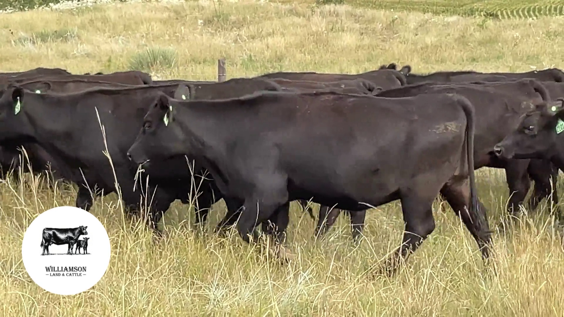 BH1007D-78 Bred Heifers