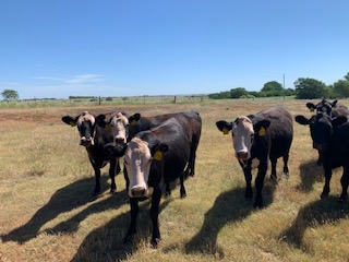 Black and Red Baldy bred cows for sale