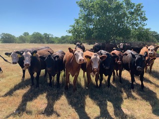 Black and Red Baldy bred cows for sale