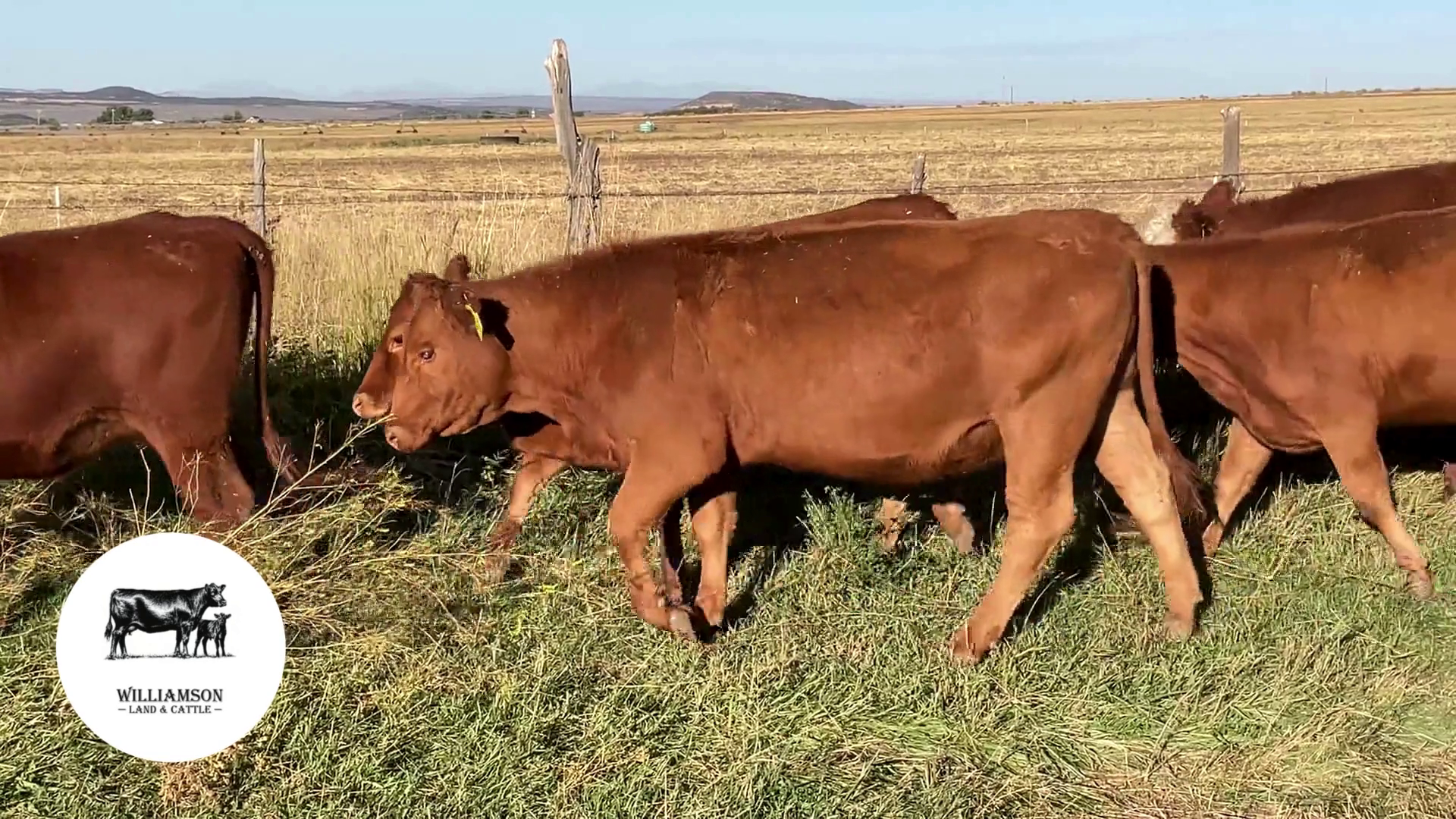 BH1009A-103 Bred Heifers