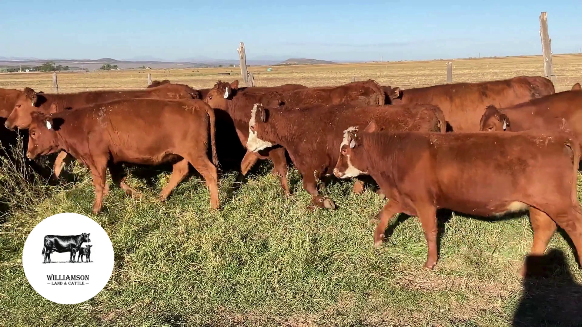 BH1009A-103 Bred Heifers