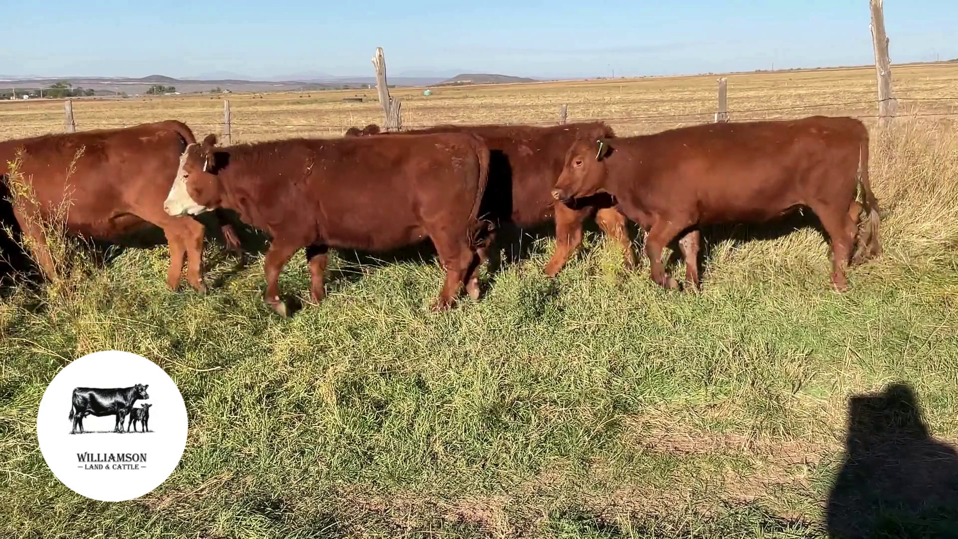 BH1009A-103 Bred Heifers