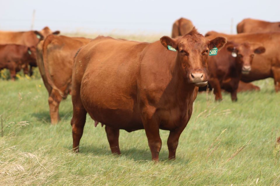 Red Angus open/Bred Heifers, Bulls & calves for sale