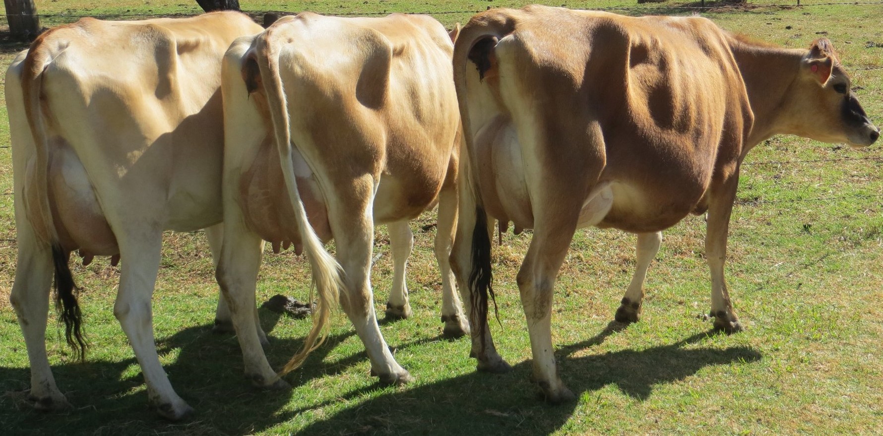 Jersey heifers, bred heifers and milking cows A2A2