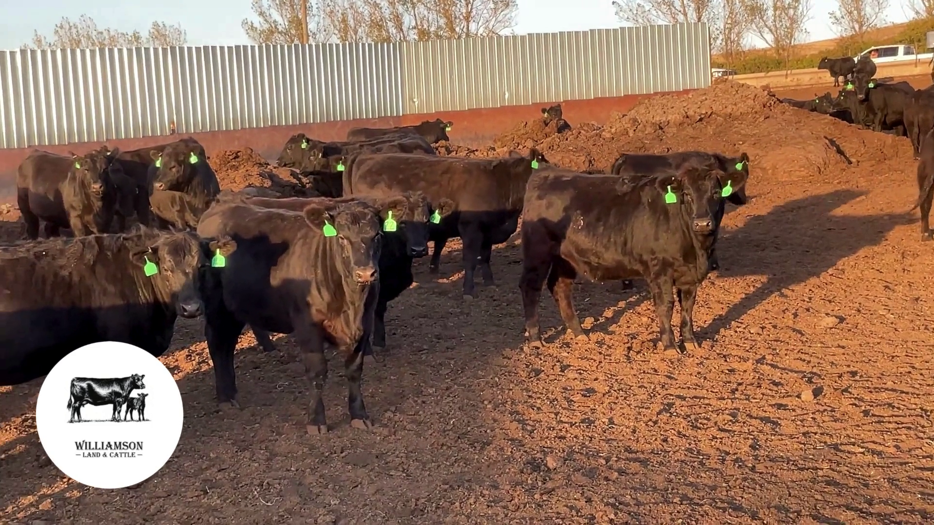 BH1010A-48 Bred Heifers