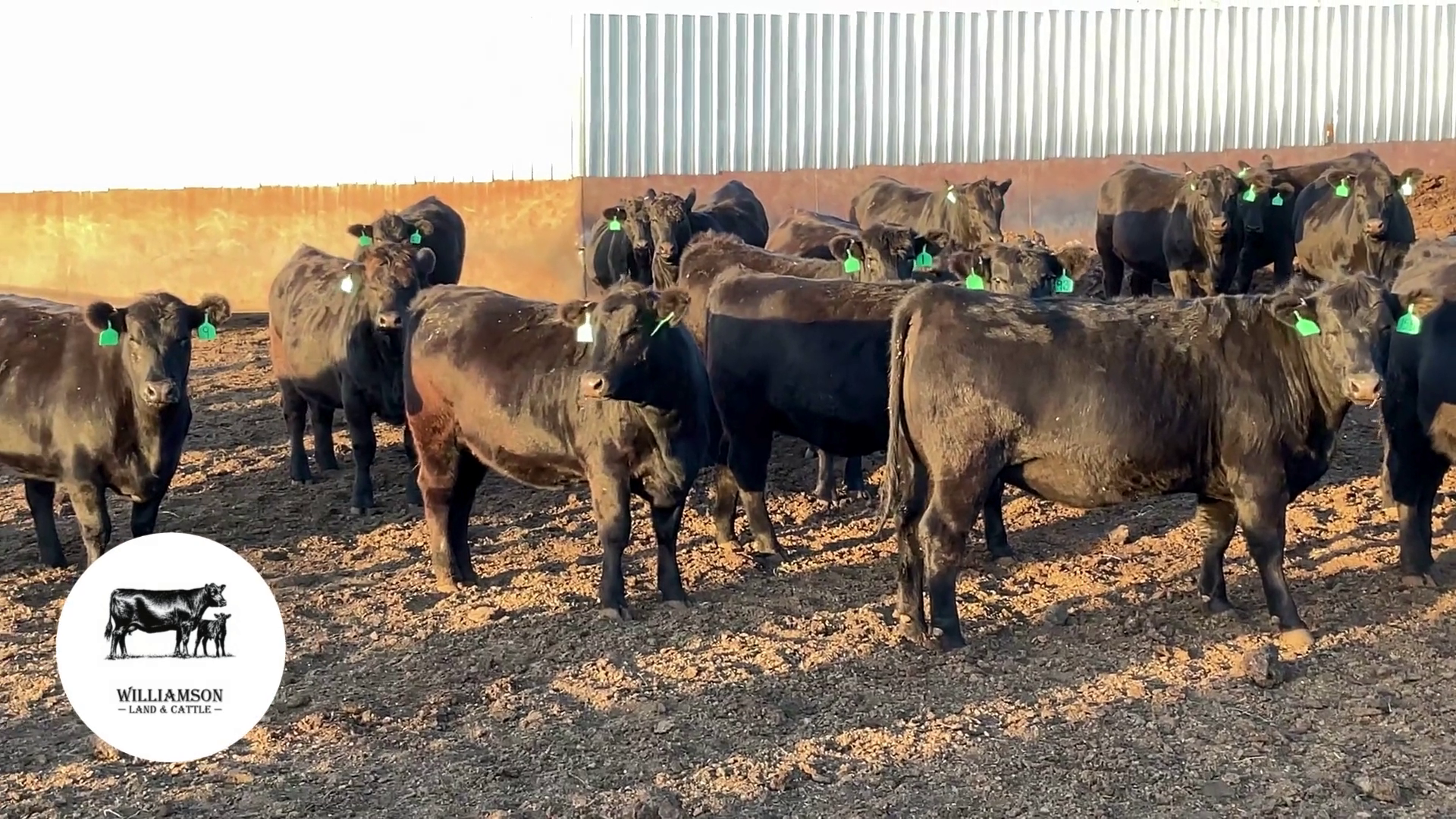 BH1010A-48 Bred Heifers