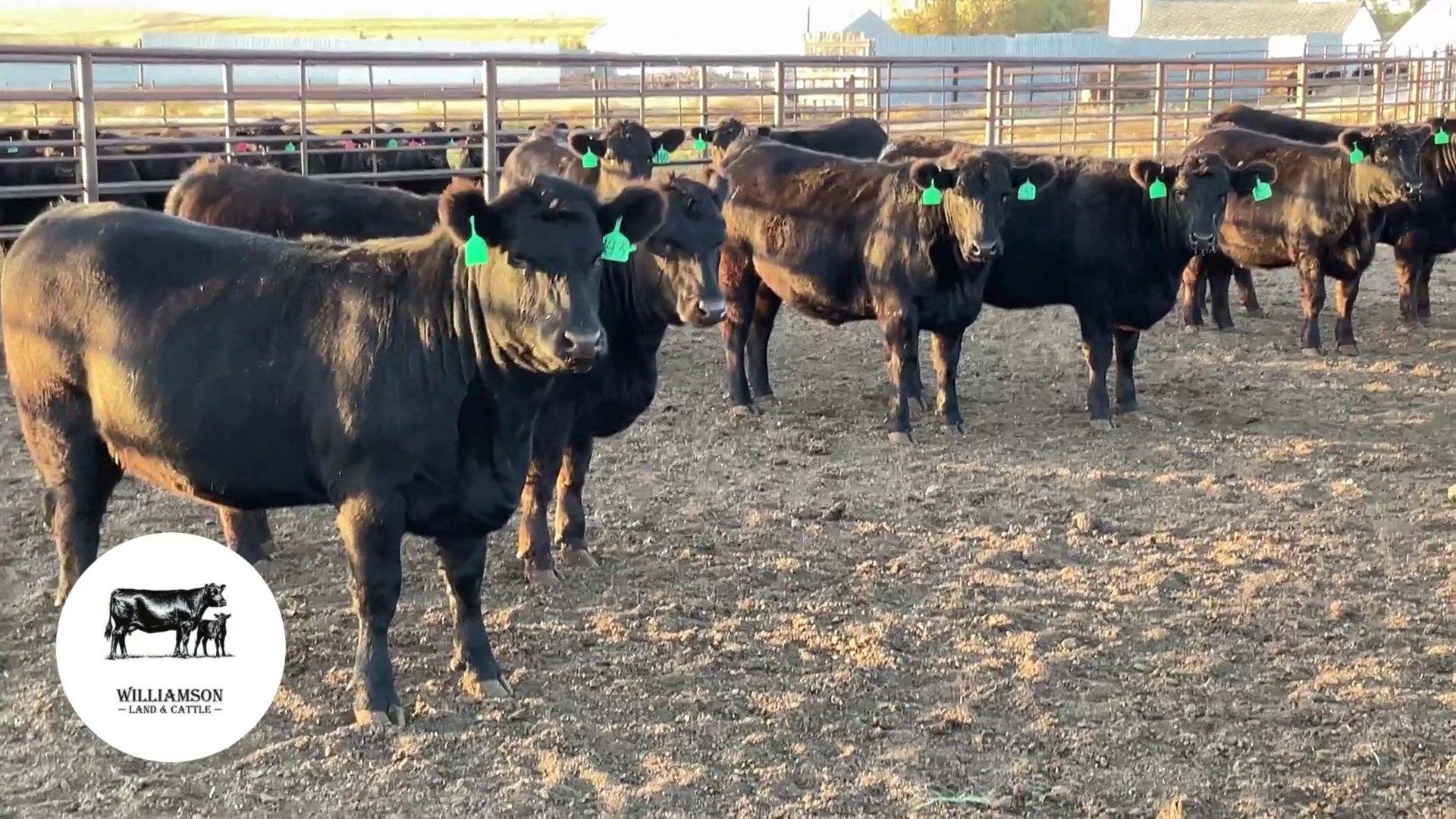 BH1010A-48 Bred Heifers