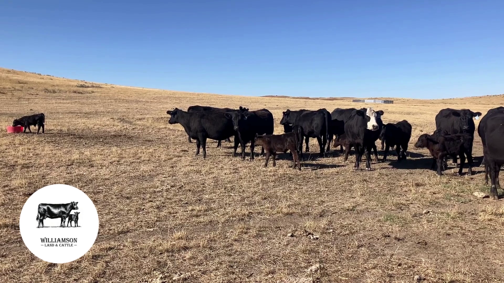 CP1010B-26 Cow Pairs