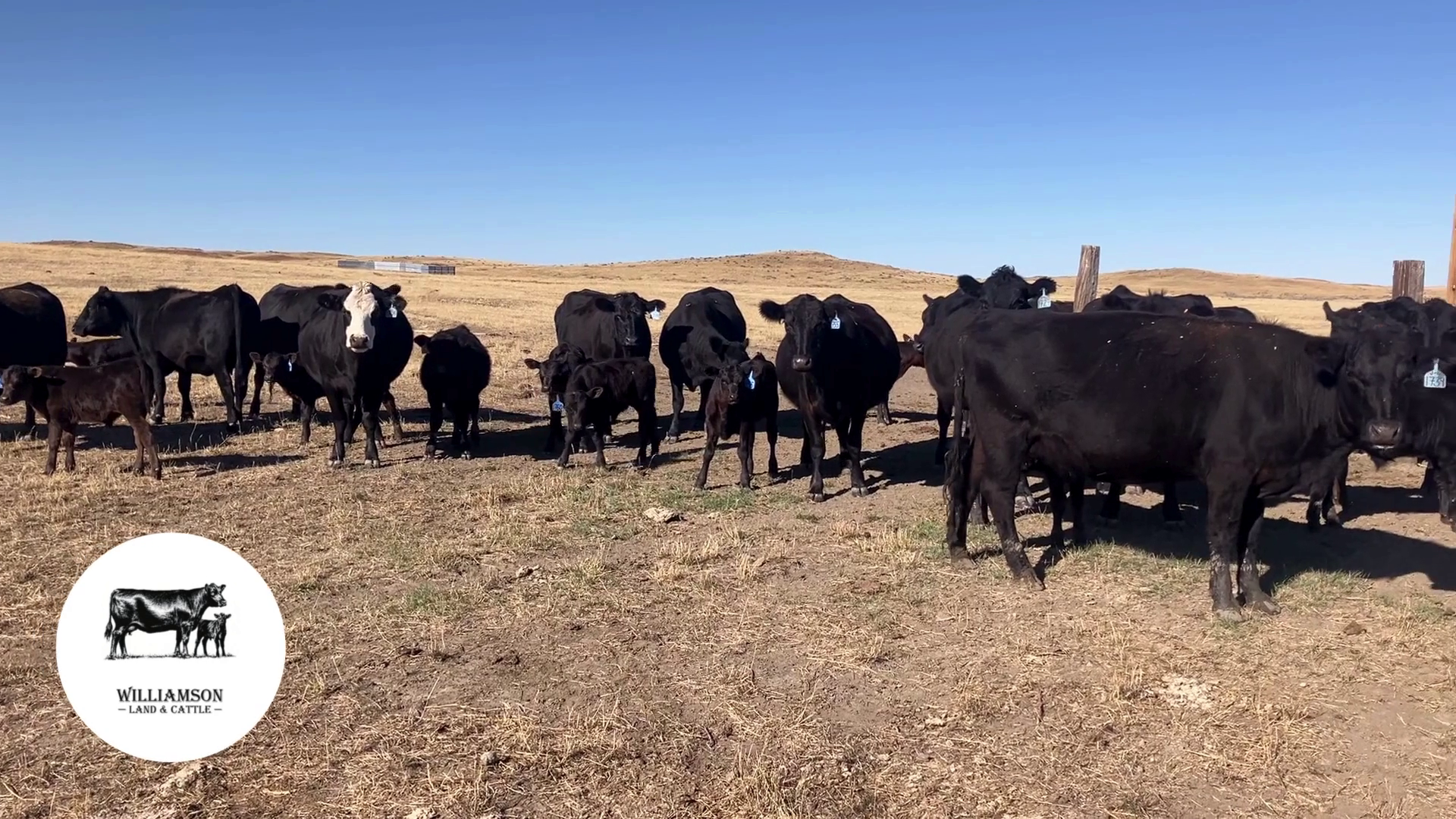 CP1010B-26 Cow Pairs