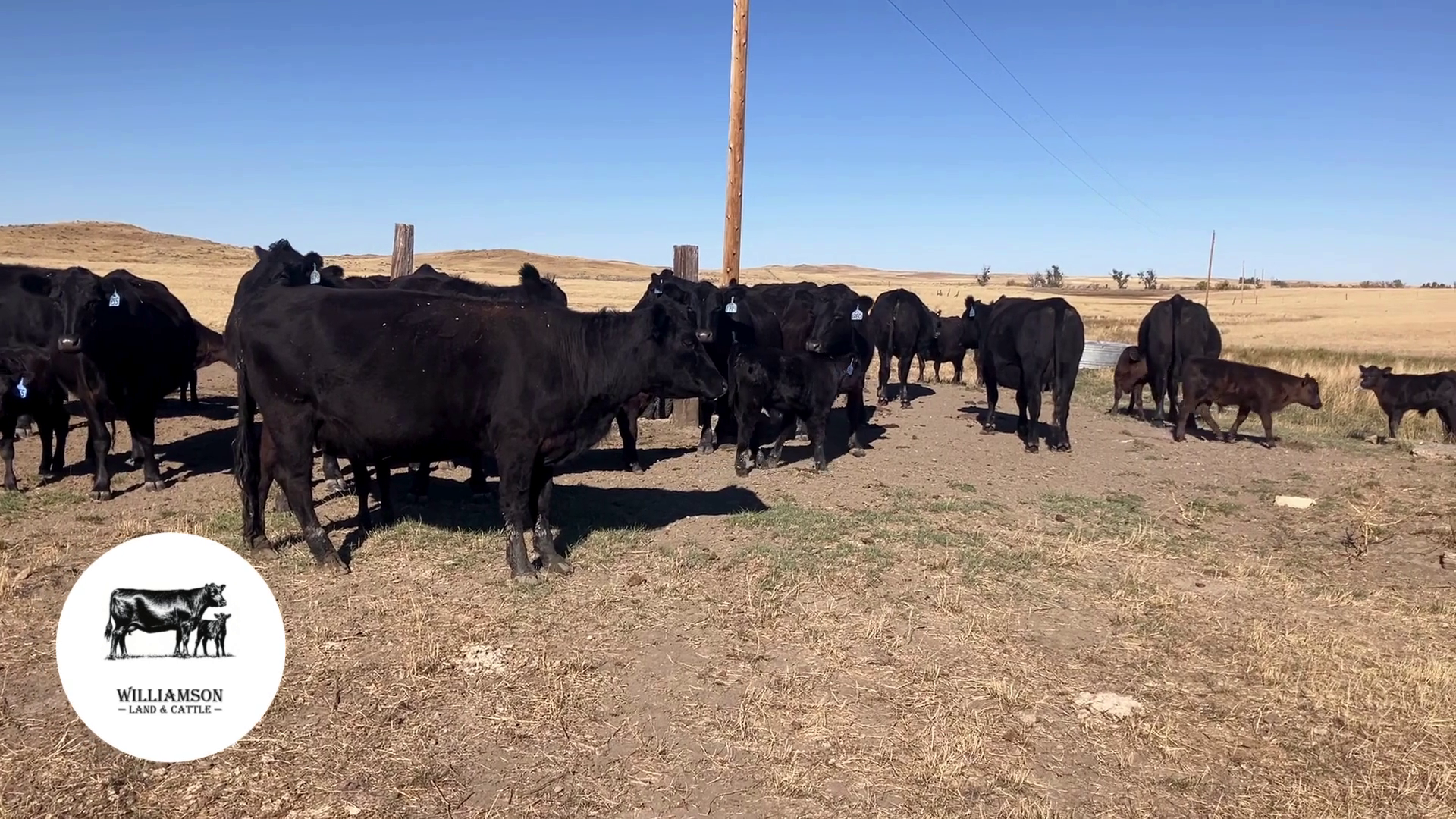 CP1010B-26 Cow Pairs