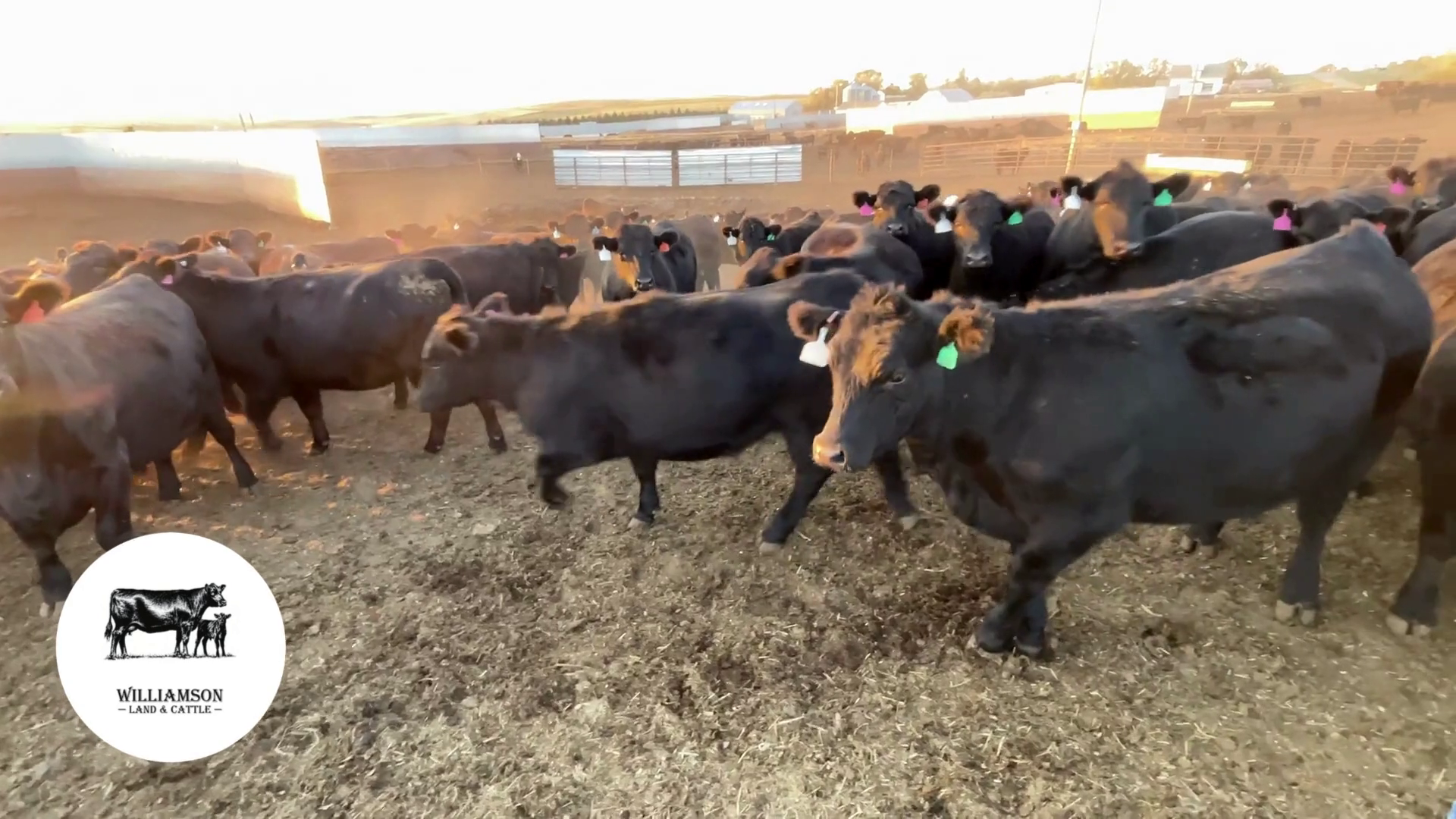 BH1010C-129 Bred Heifers