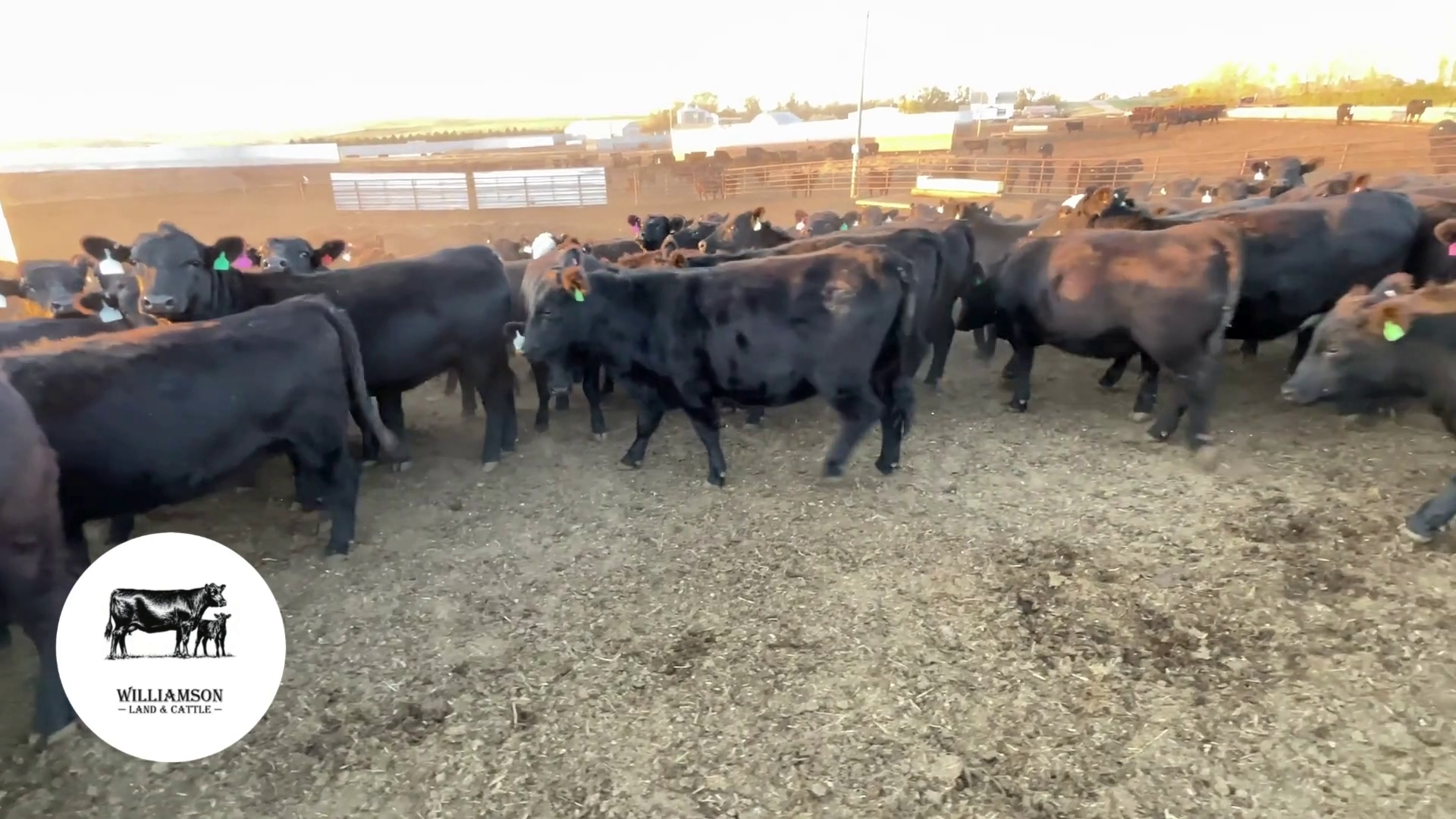 BH1010C-129 Bred Heifers