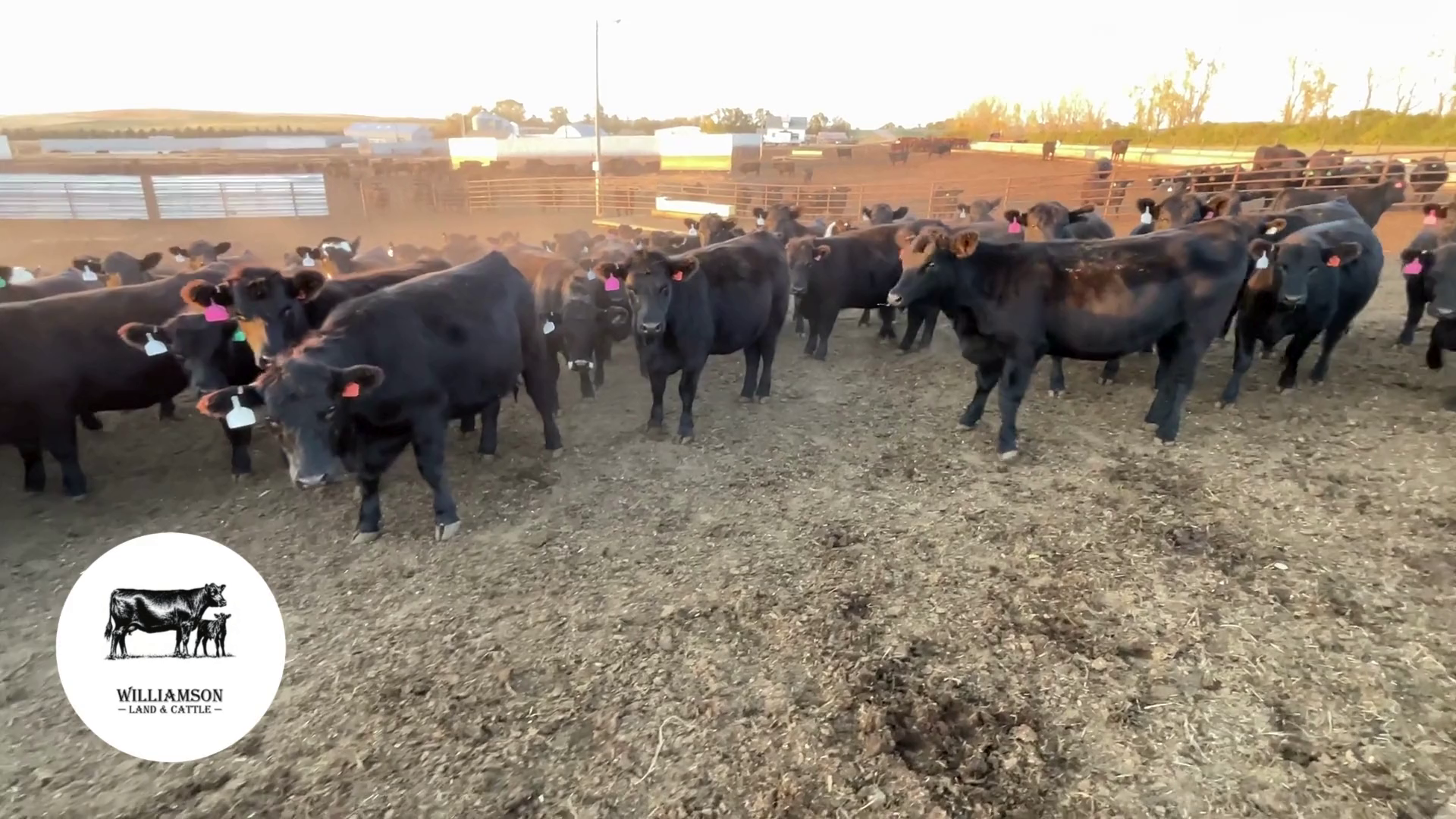 BH1010C-129 Bred Heifers