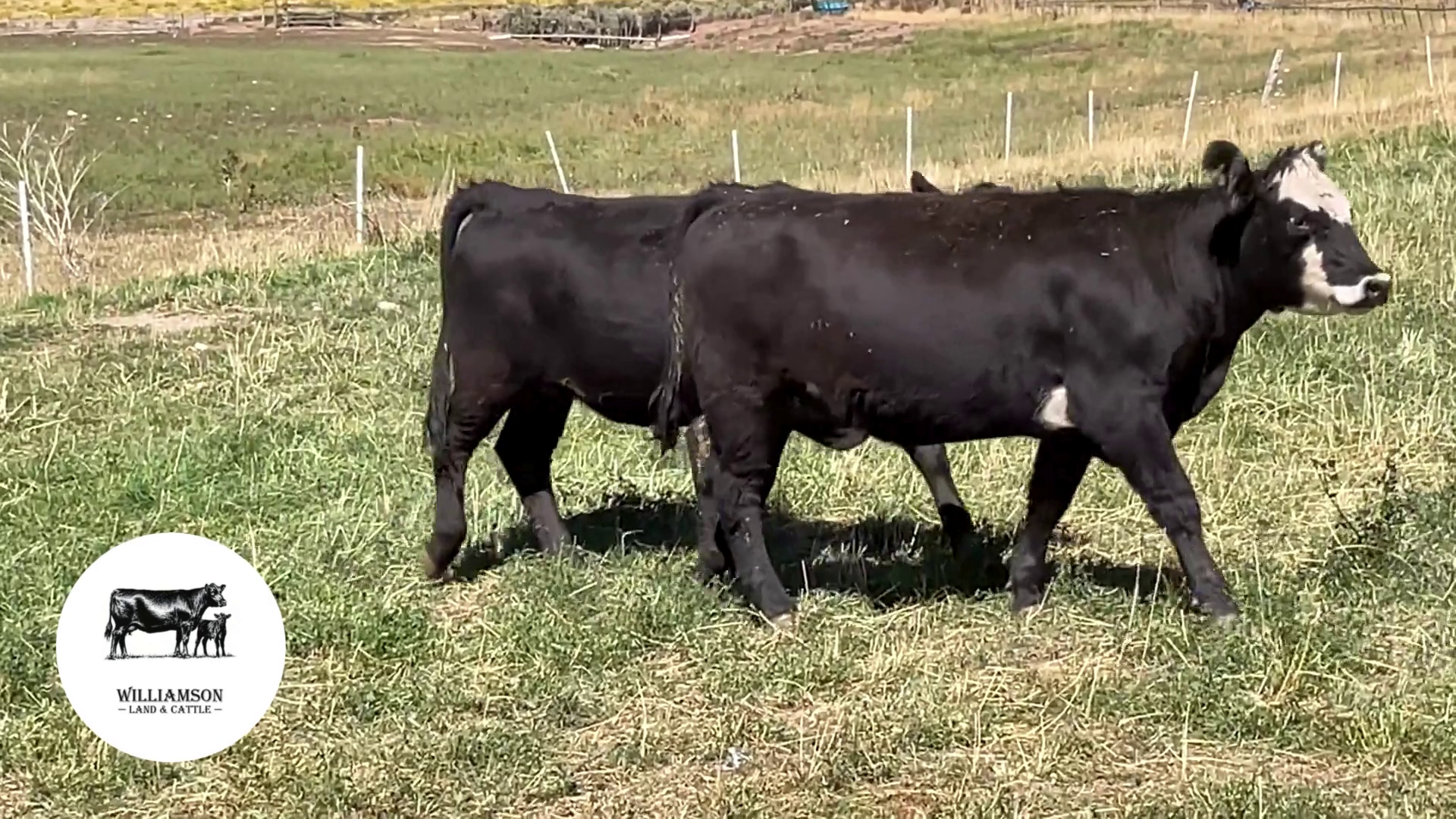 BH1010D-106 Bred Heifers