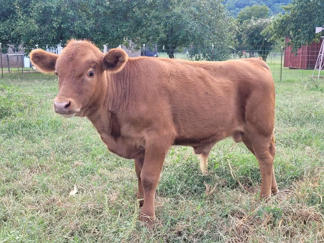 DEXTER PUREBRED RED BULL CALF