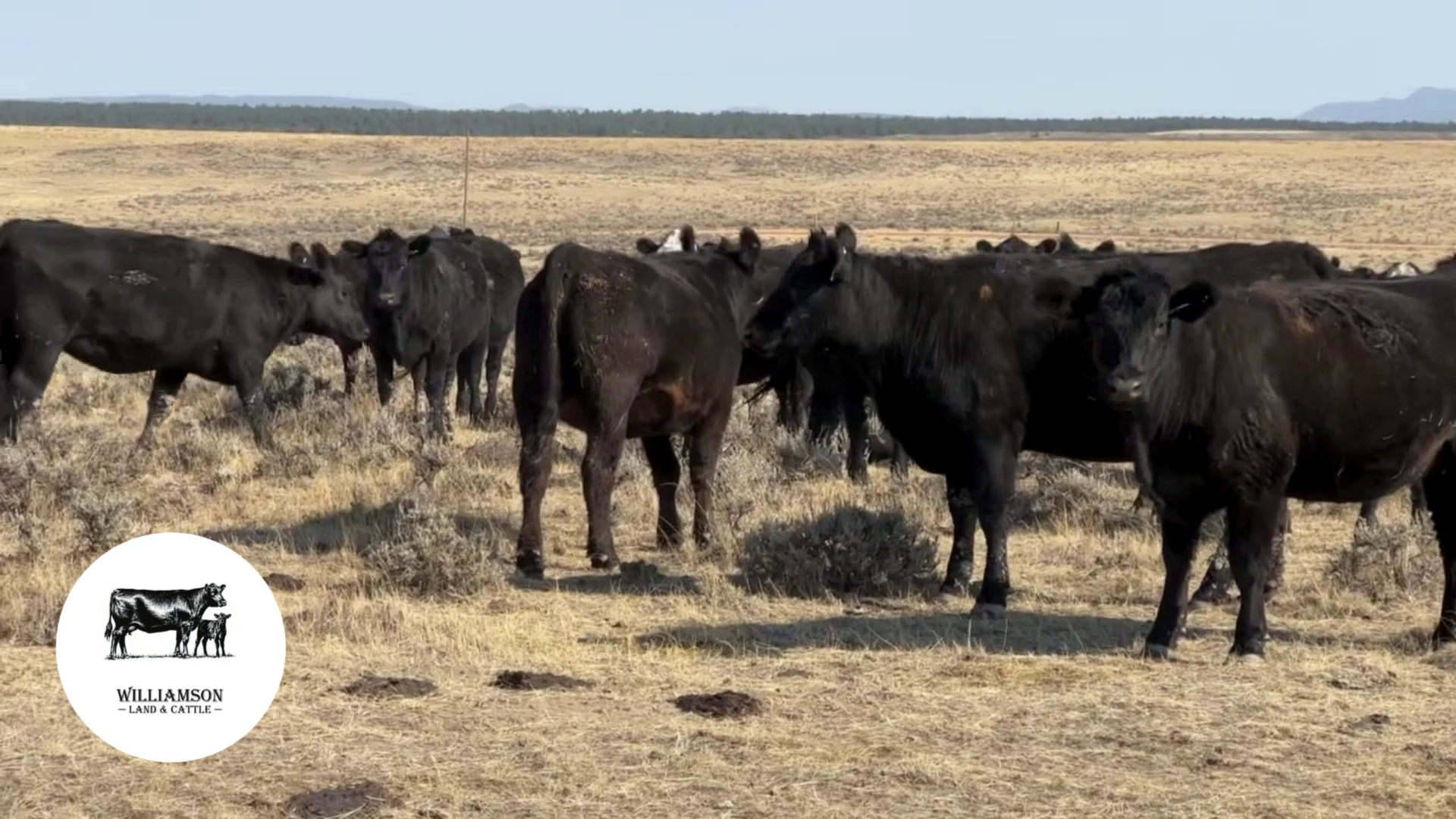 BH1015A-300 Bred Heifers