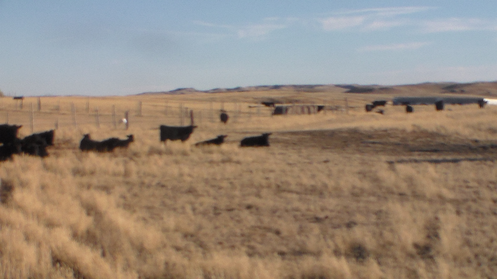 Donahey Cattle