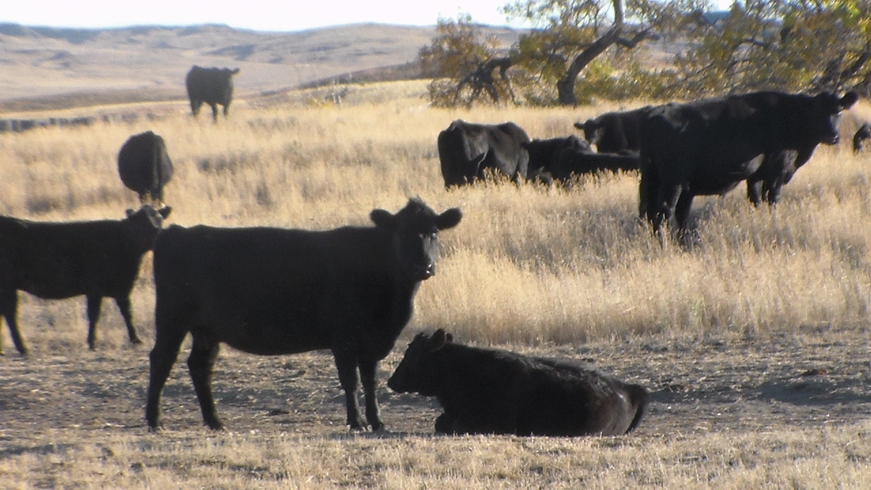 Donahey Cattle