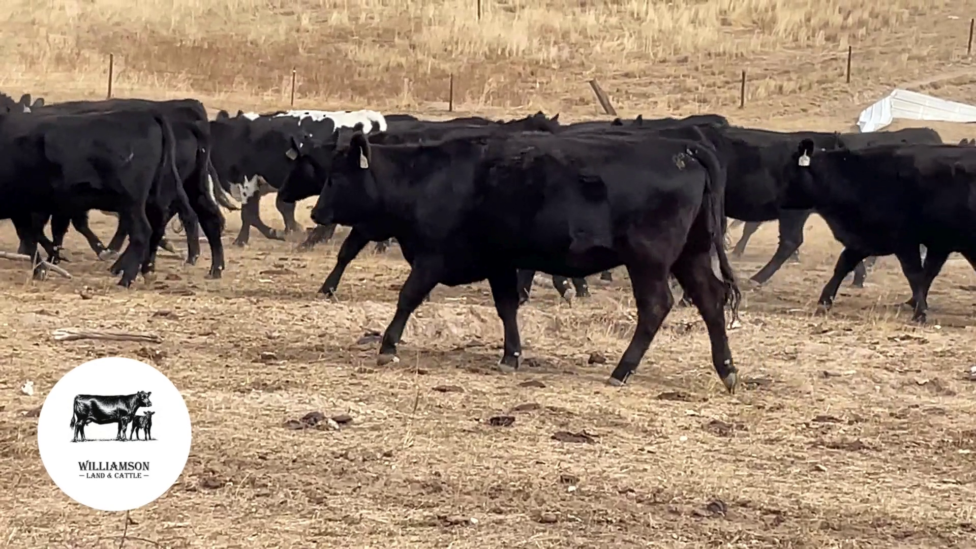 BH1022C-98 Bred Heifers