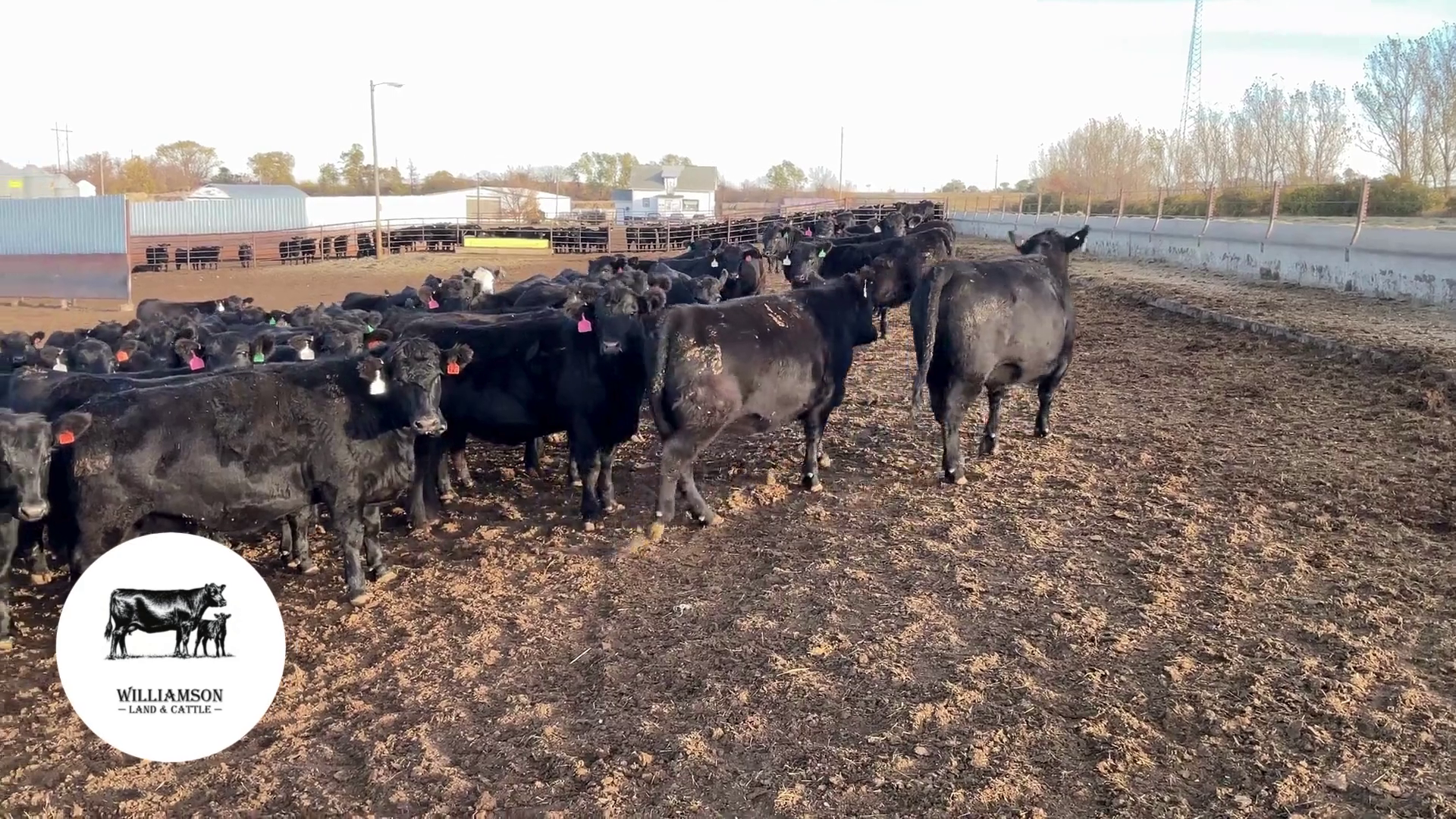 BH1010C-129 Bred Heifers