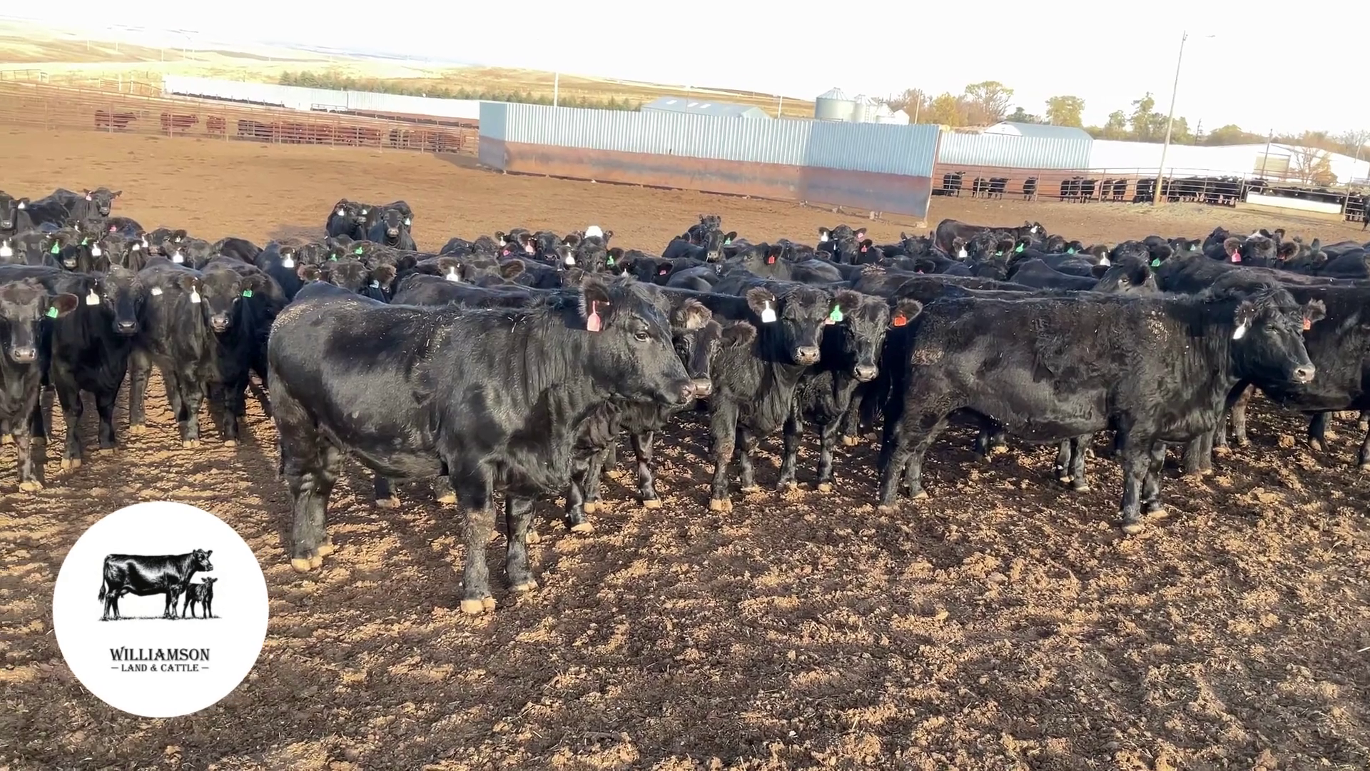 BH1010C-129 Bred Heifers