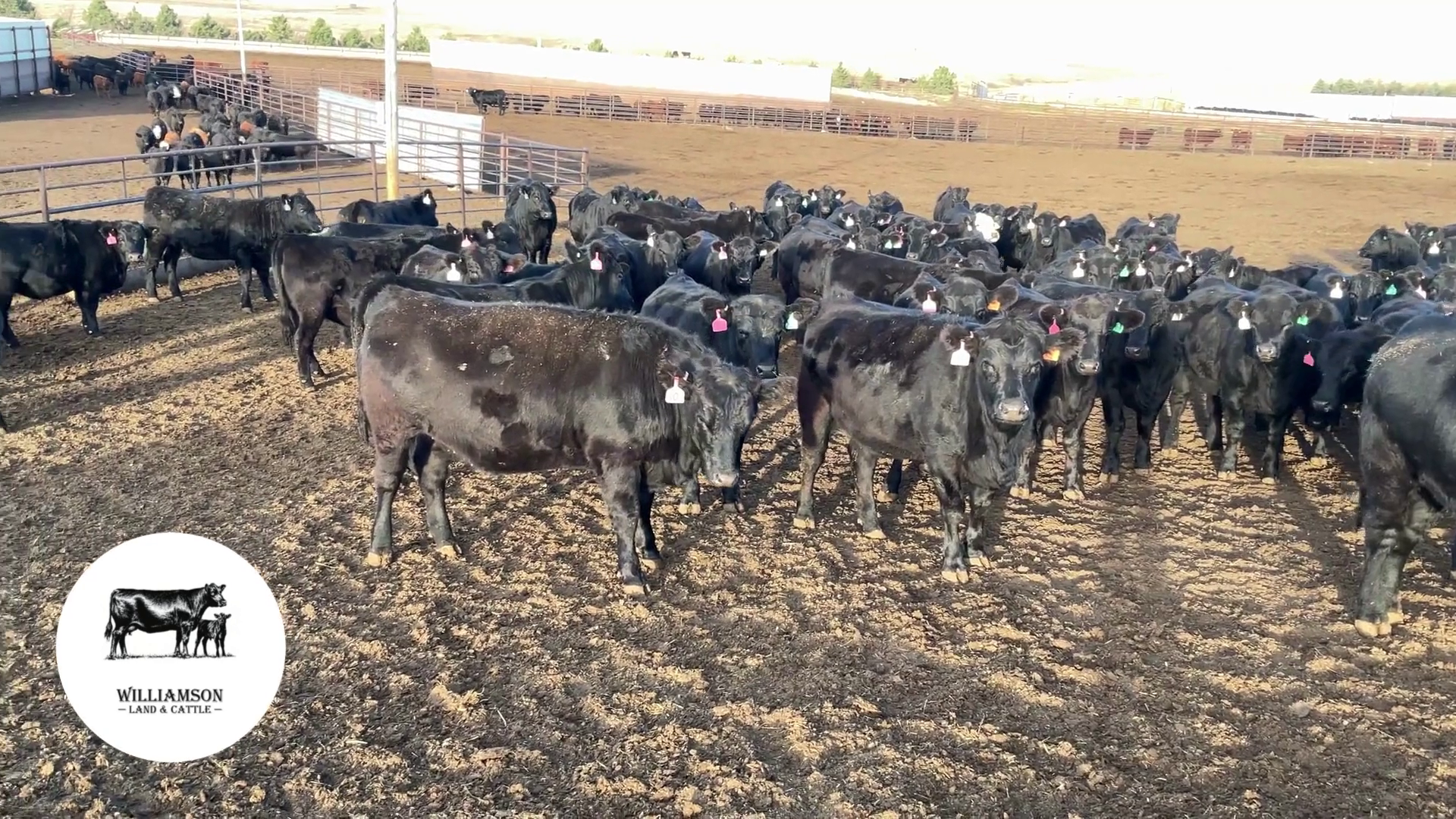 BH1010C-129 Bred Heifers