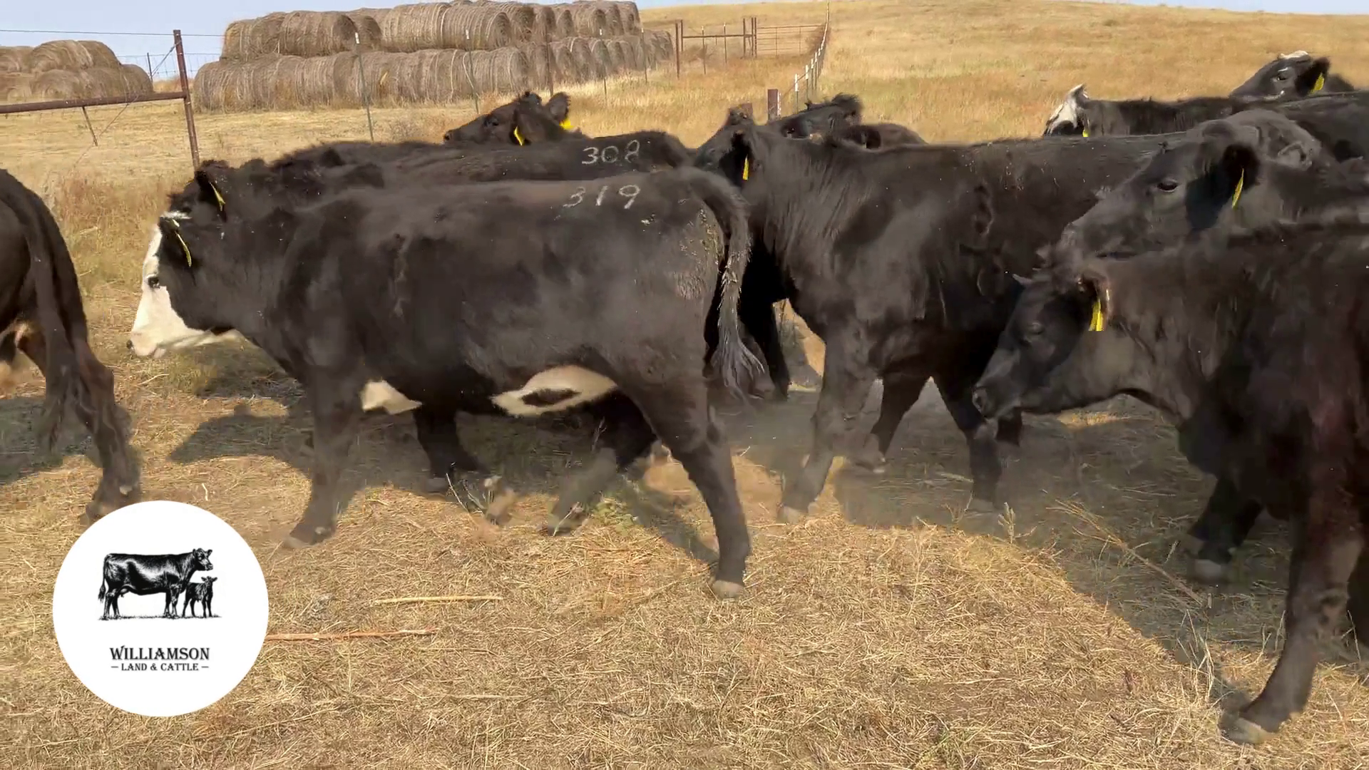 BH1007C-39 Bred Heifers