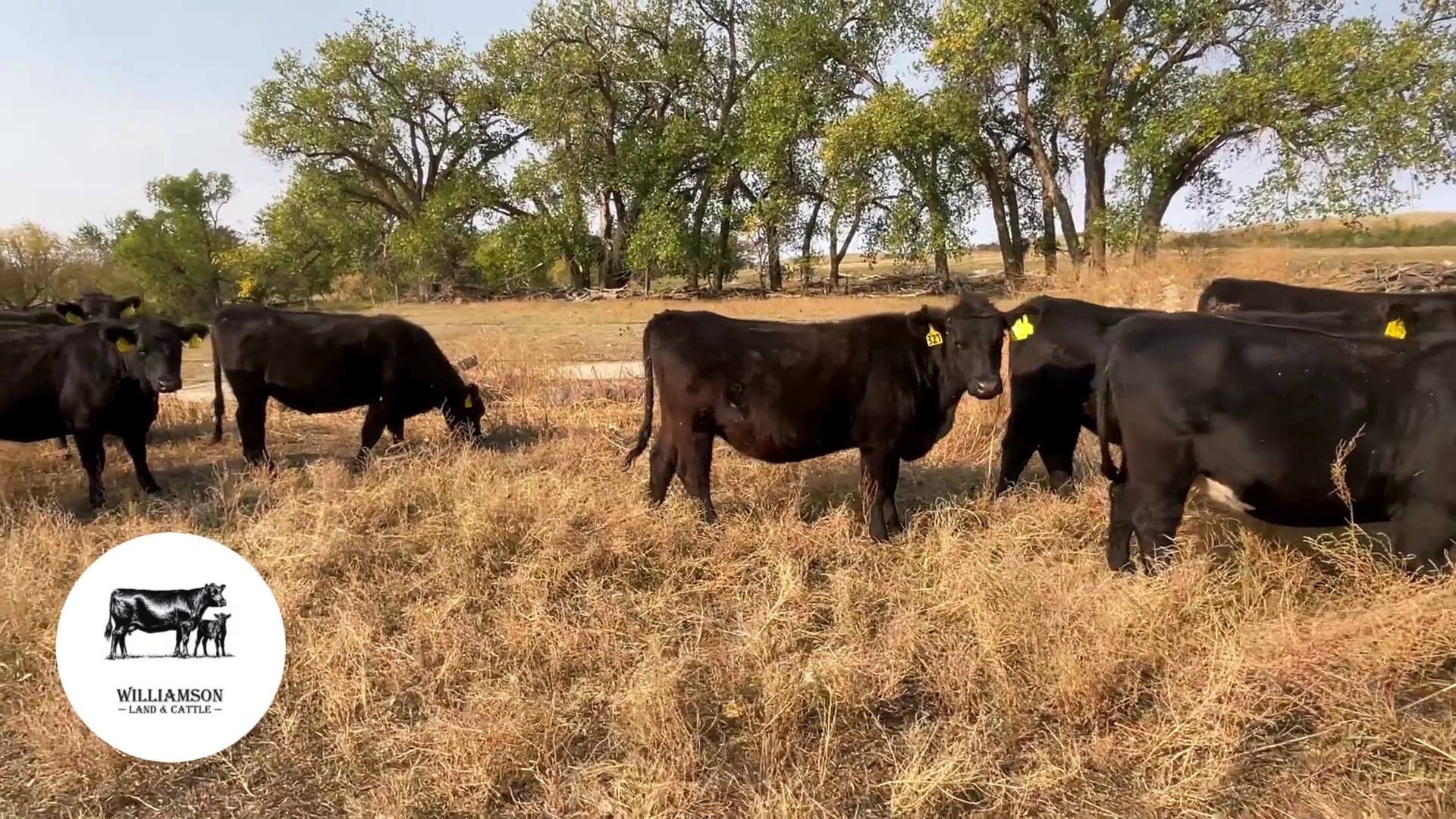 BH1007C-39 Bred Heifers